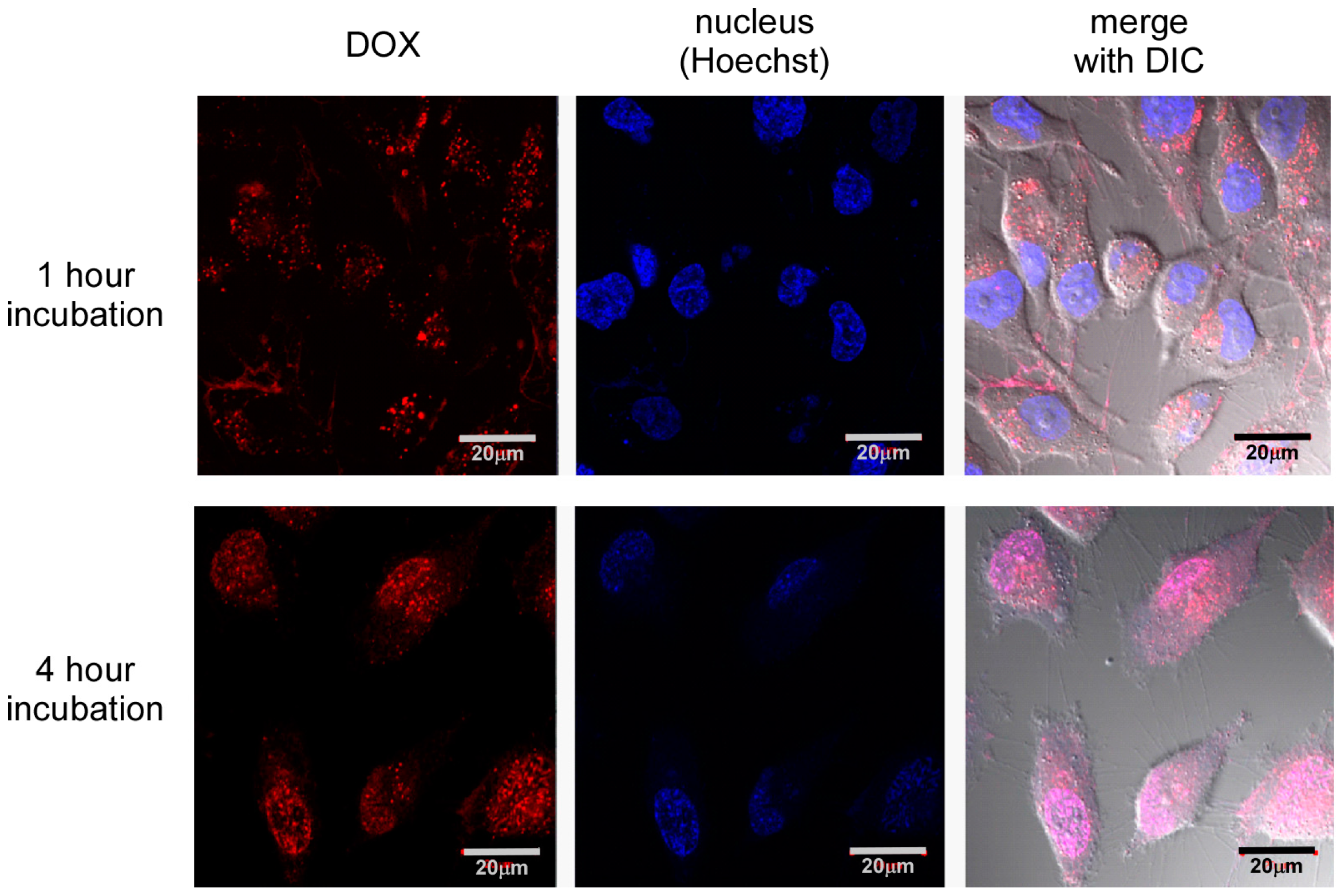 Pharmaceutics 09 00004 g004 550