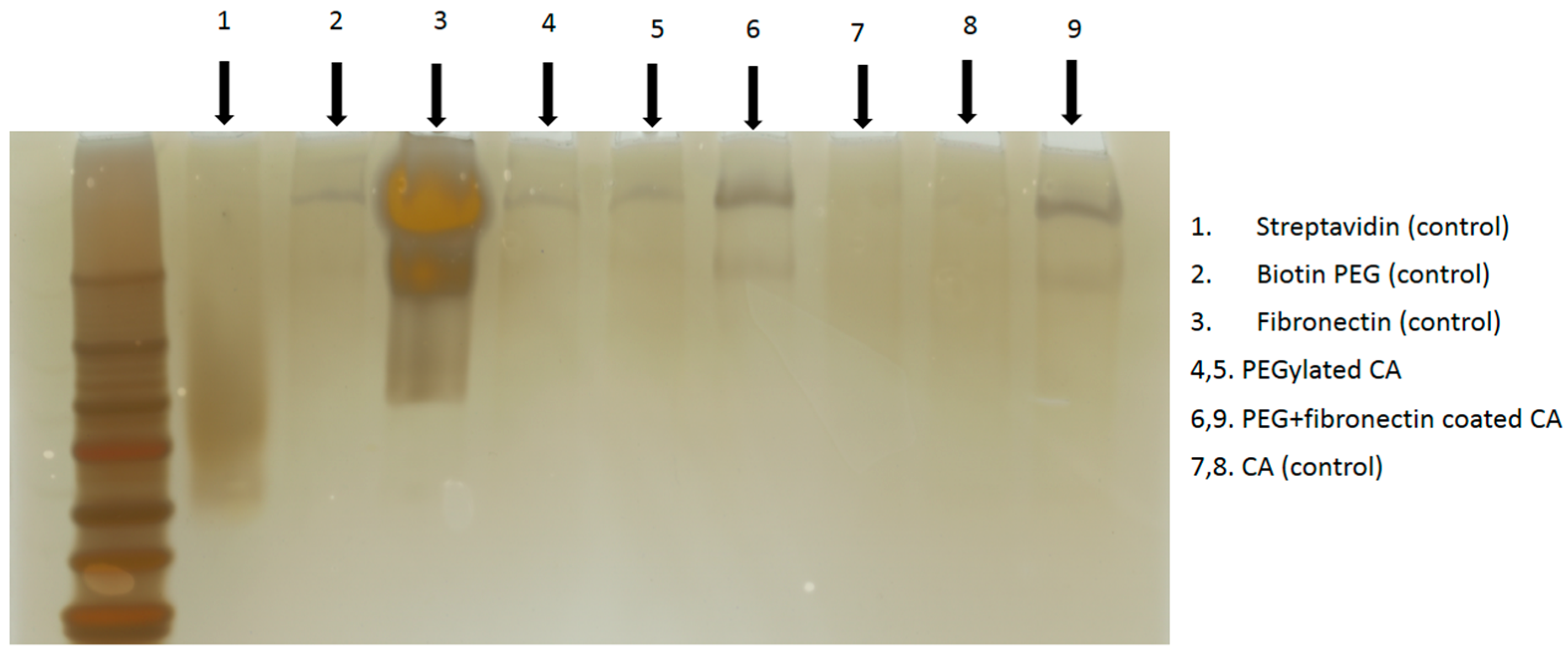 Pharmaceutics 09 00021 g003 550