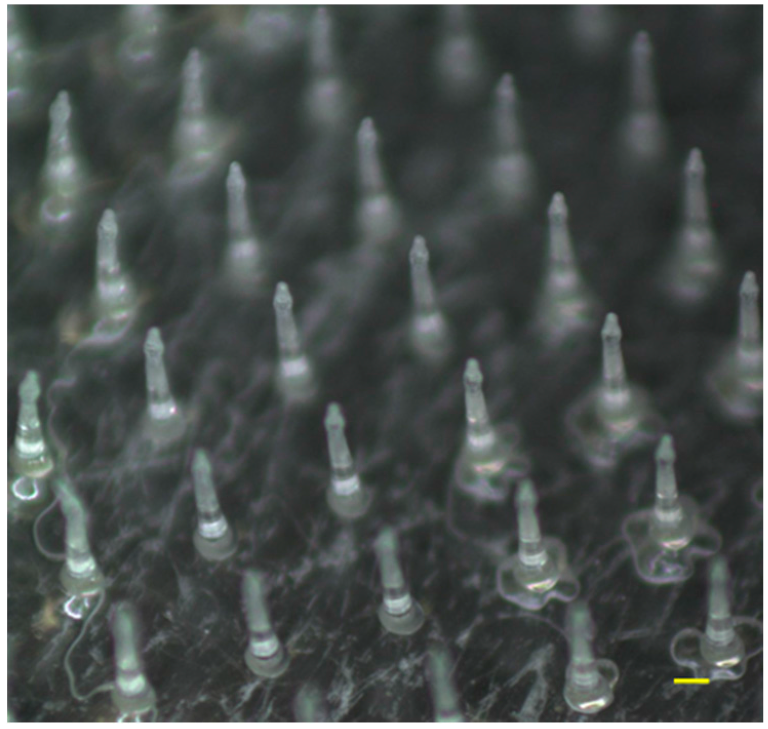 Pharmaceutics 09 00029 g001 Pharmaceutics 09 00029 g001