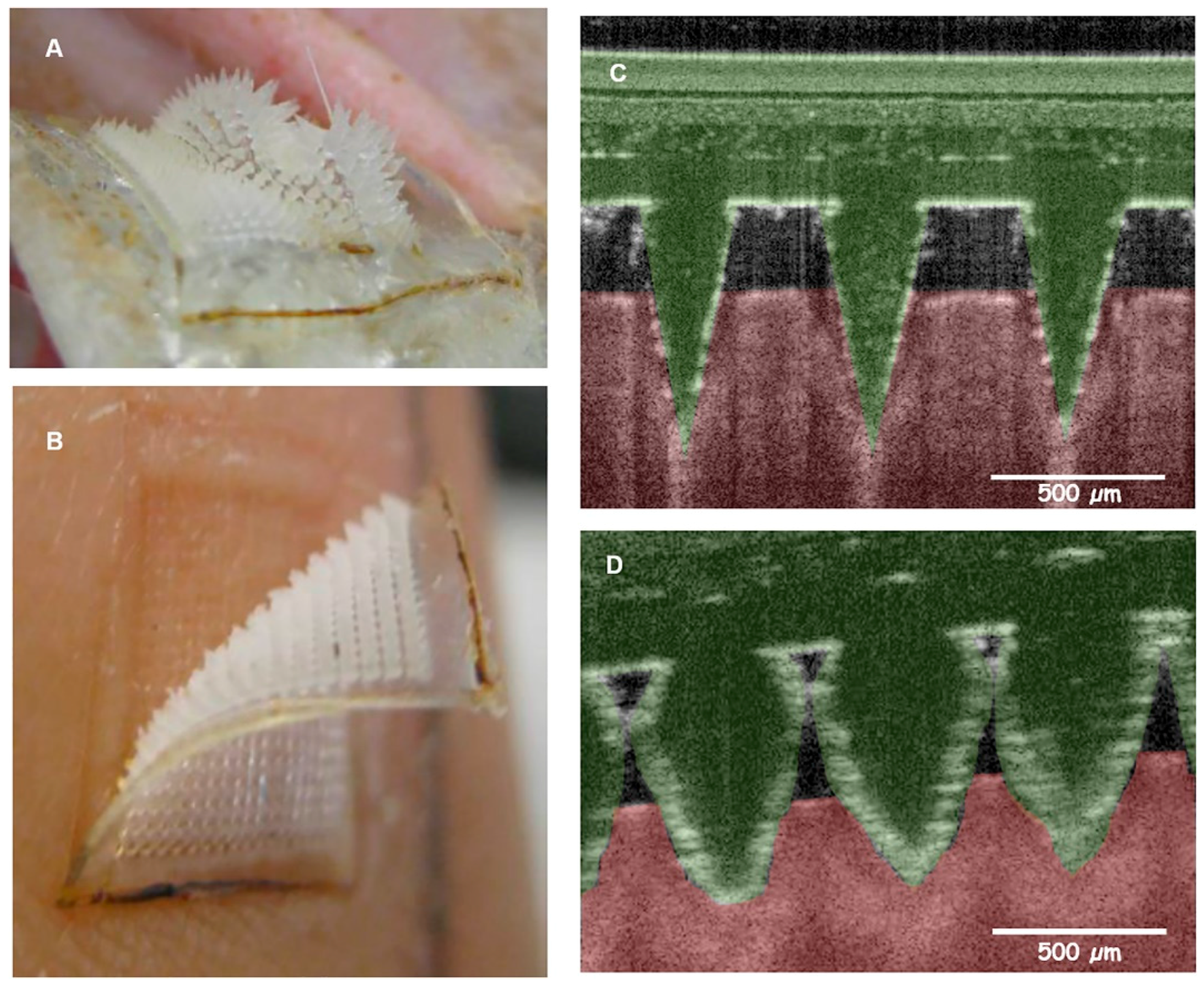 Pharmaceutics 09 00043 g001 Pharmaceutics 09 00043 g001