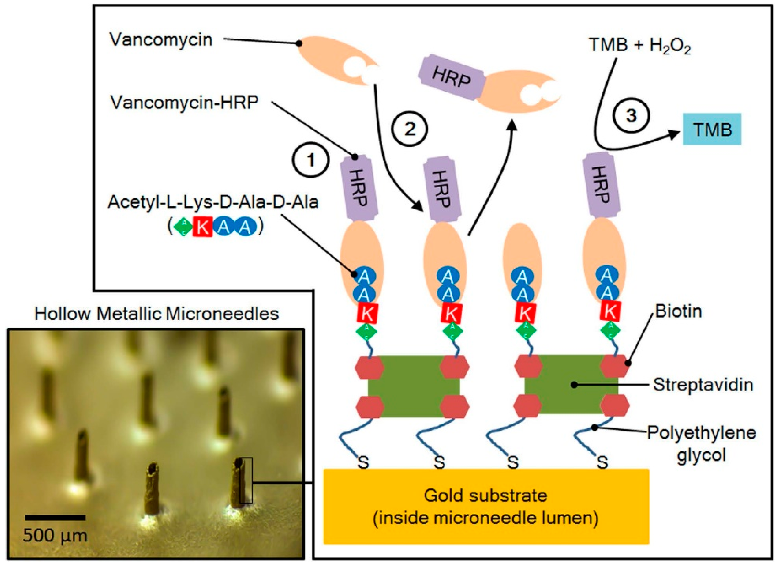 Pharmaceutics 09 00043 g002 Pharmaceutics 09 00043 g002