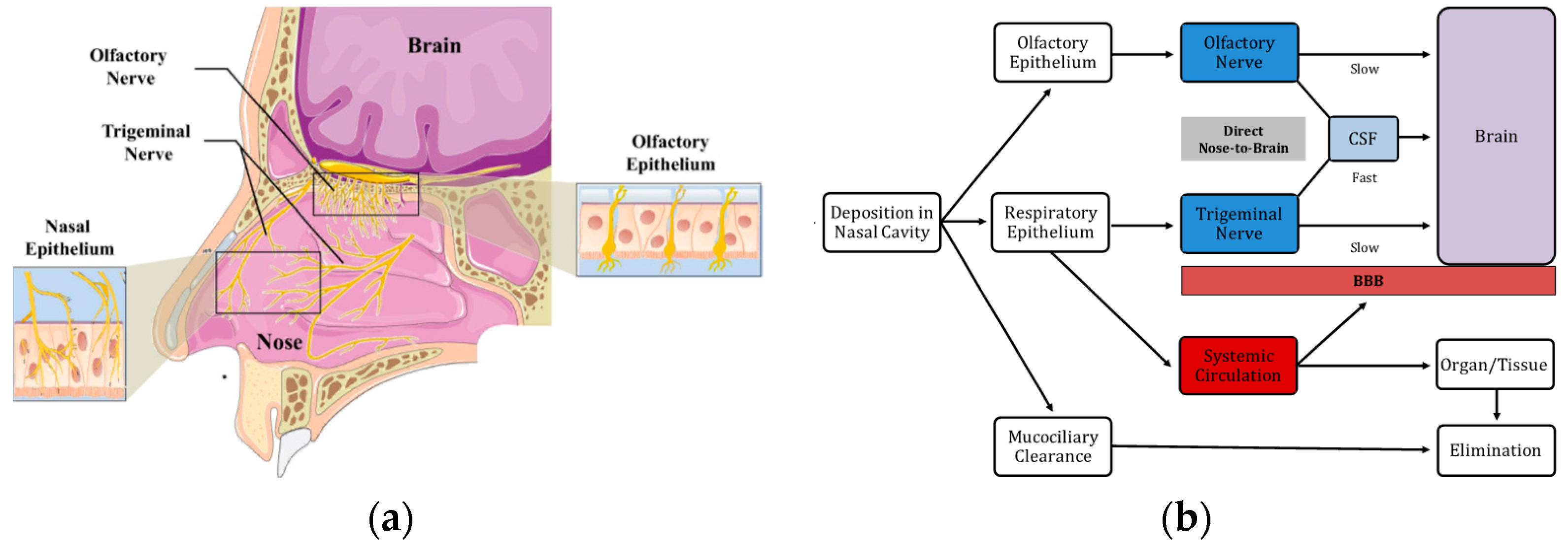 Pharmaceutics 10 00034 g001 Pharmaceutics 10 00034 g001