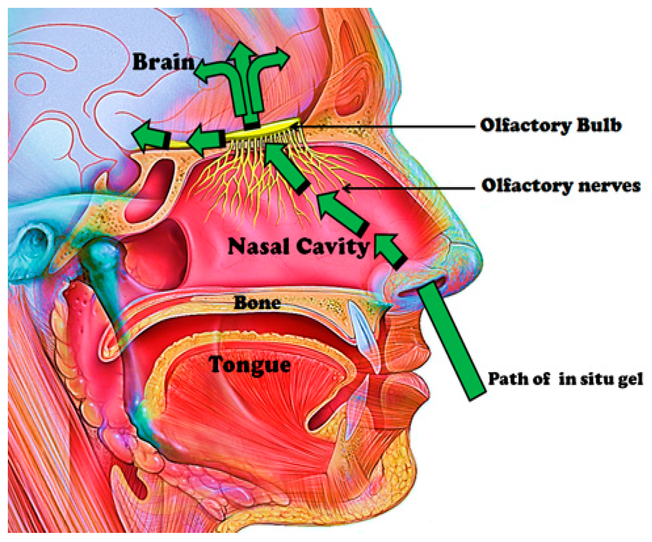 pharmaceutics-10-00040-g002.png