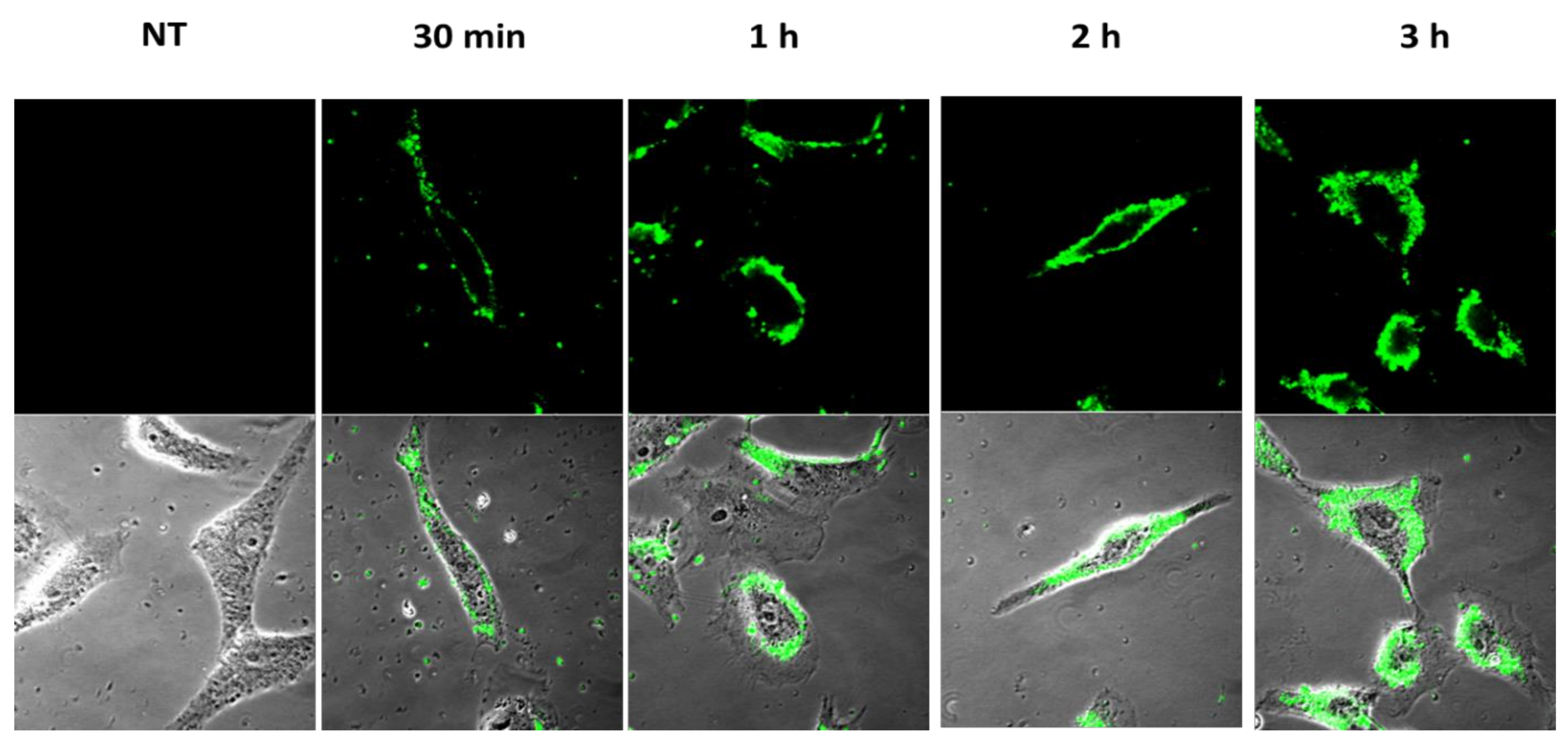 Pharmaceutics 10 00046 g007