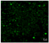Pharmaceutics 10 00056 i006