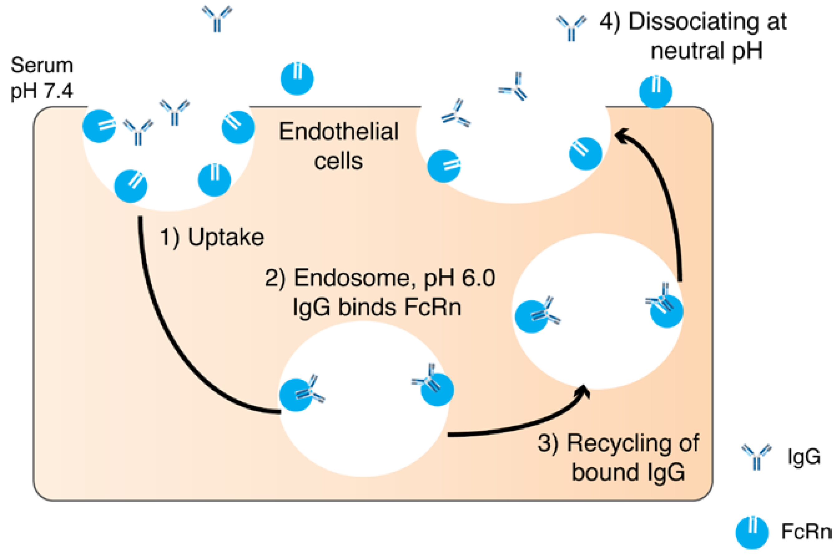 Pharmaceutics 10 00083 g002 Pharmaceutics 10 00083 g002