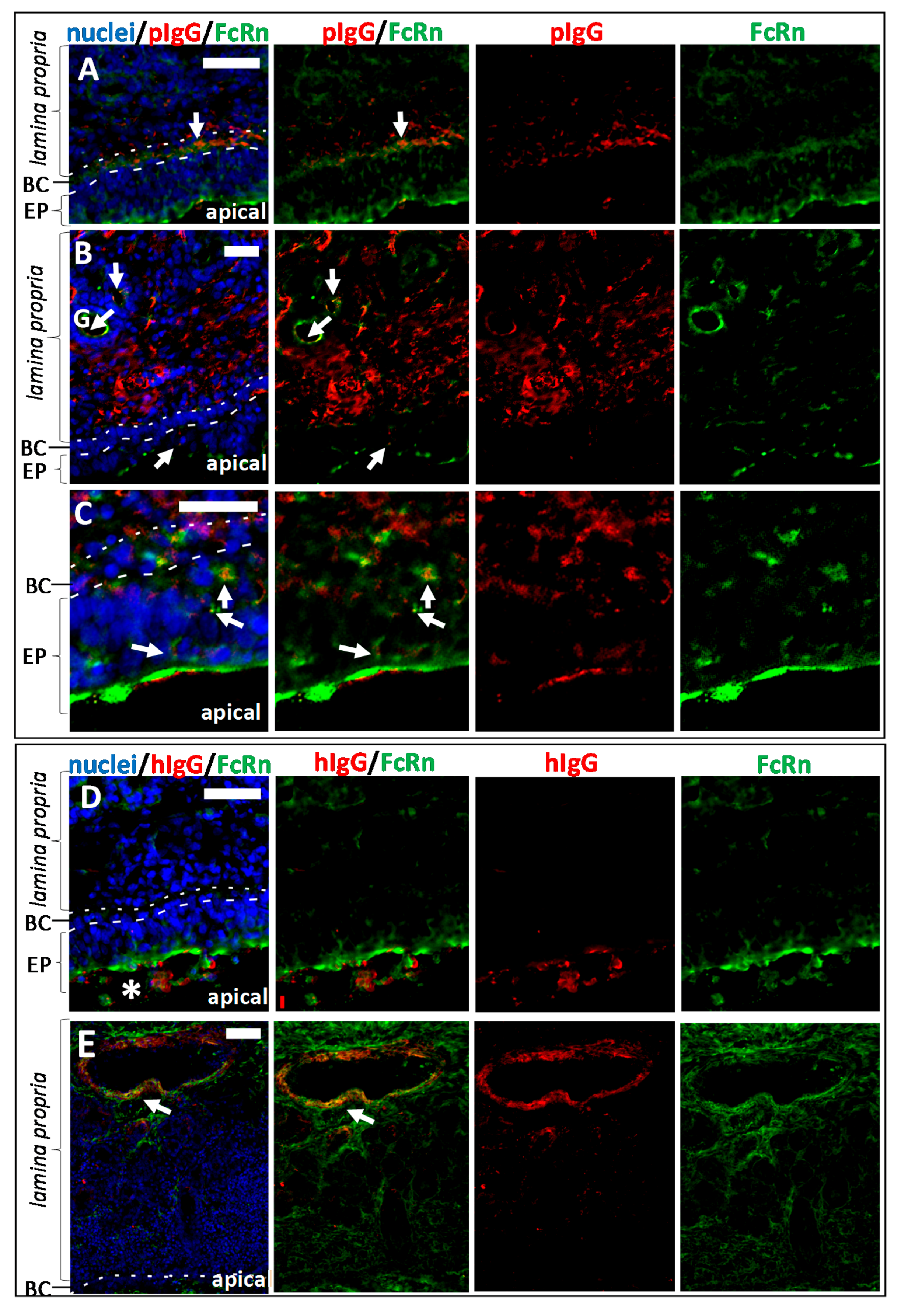 Pharmaceutics 10 00107 g005