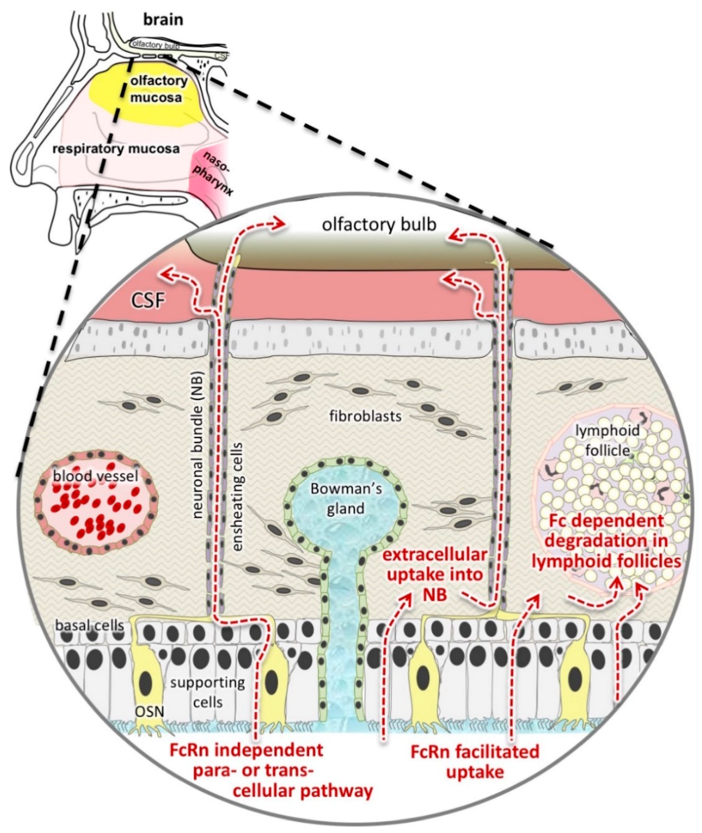 Pharmaceutics 10 00107 g008