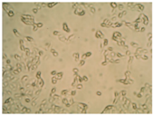 Pharmaceutics 10 00110 i004