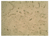 Pharmaceutics 10 00110 i010