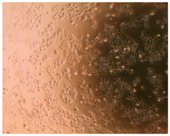 Pharmaceutics 10 00110 i013