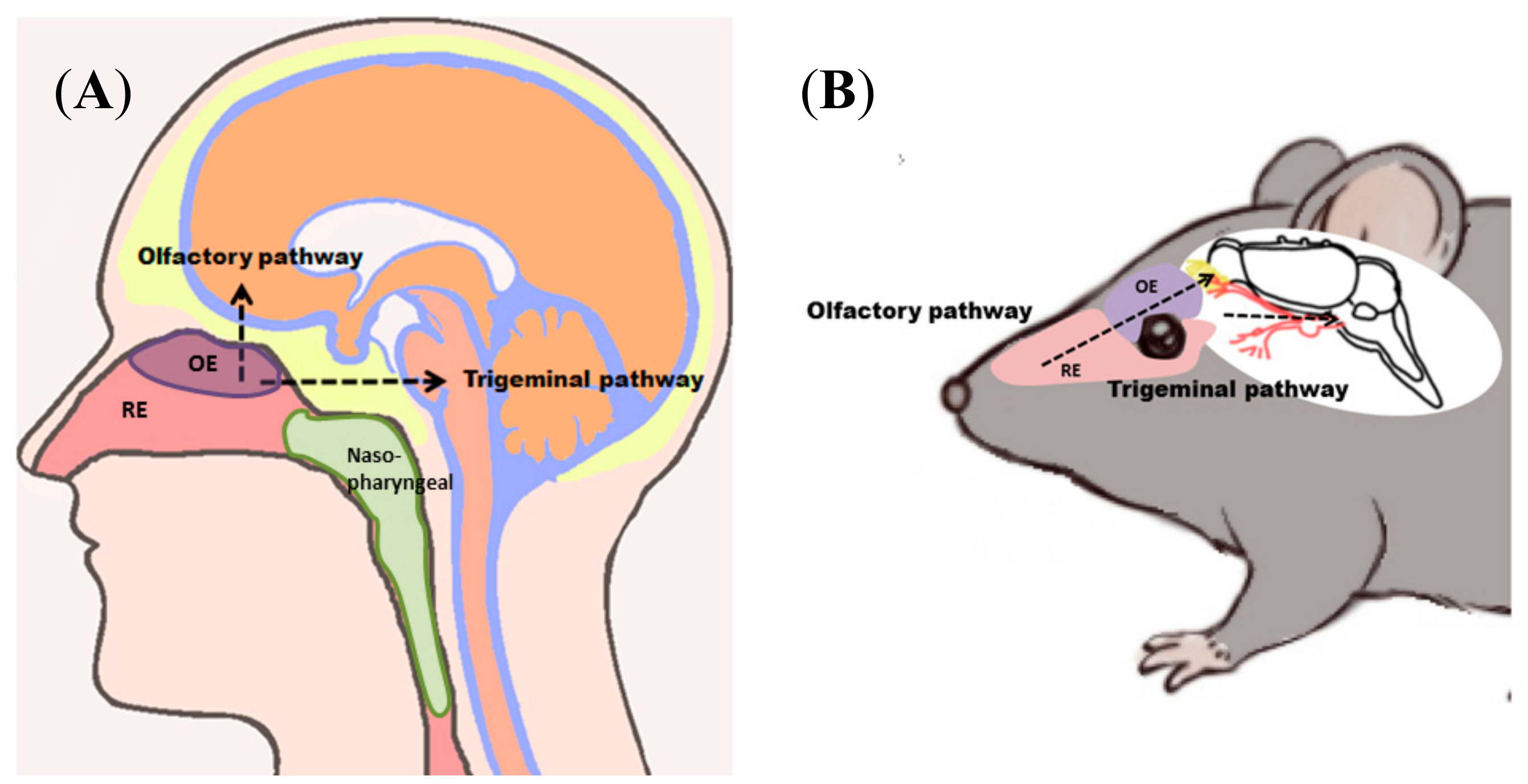 olfactory nose