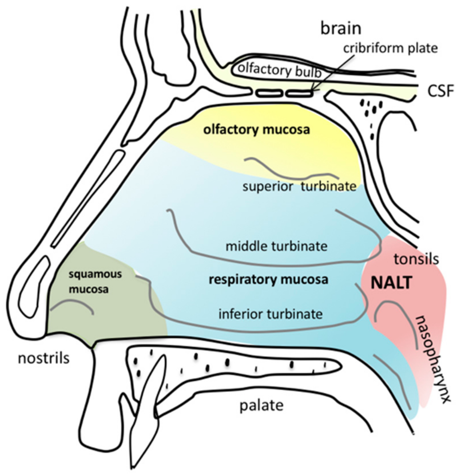 Nasal Anatomical Model Anatomy Of Nose And Paranasal Sinuses Of Frontal