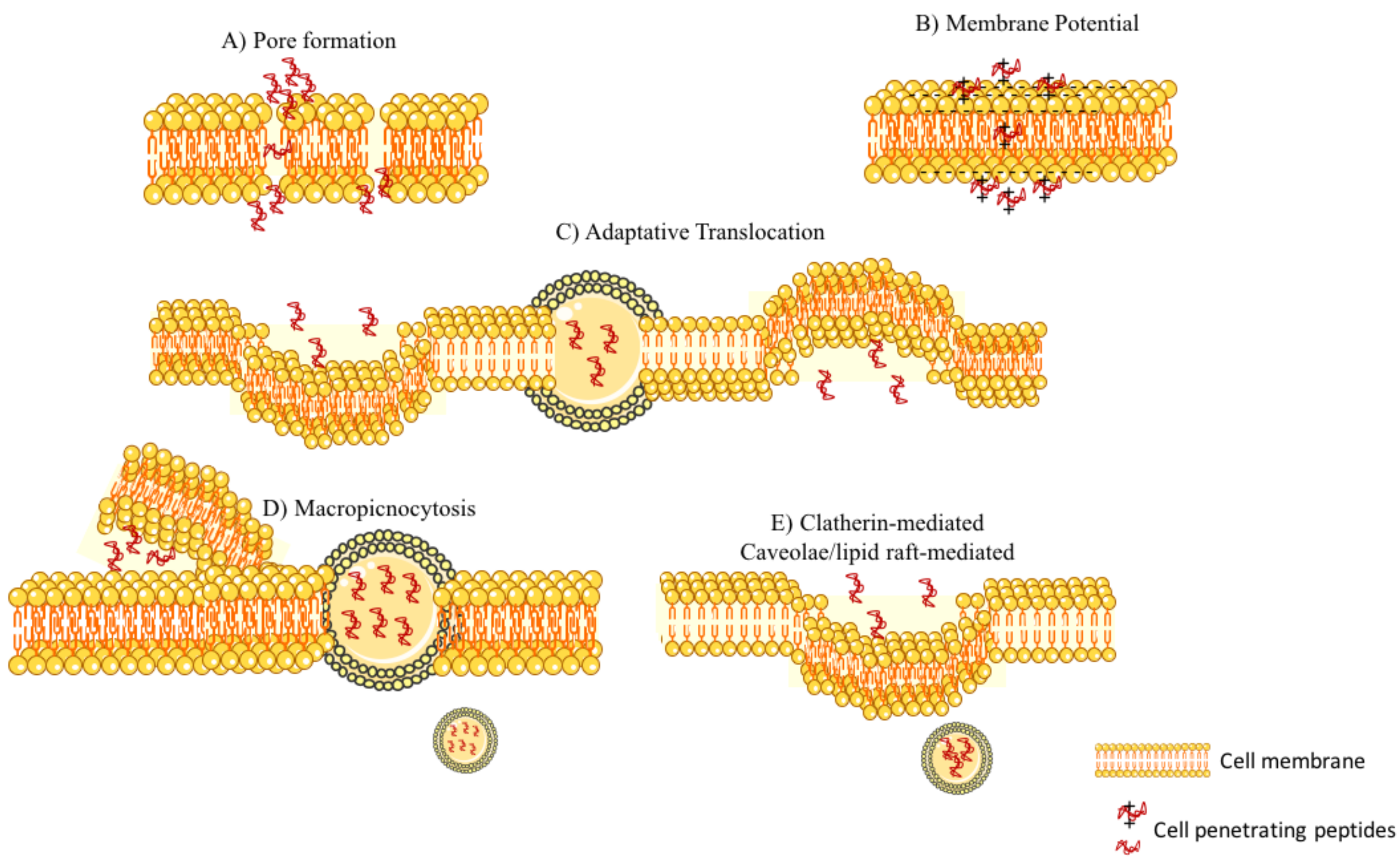 Pharmaceutics 10 00181 g002