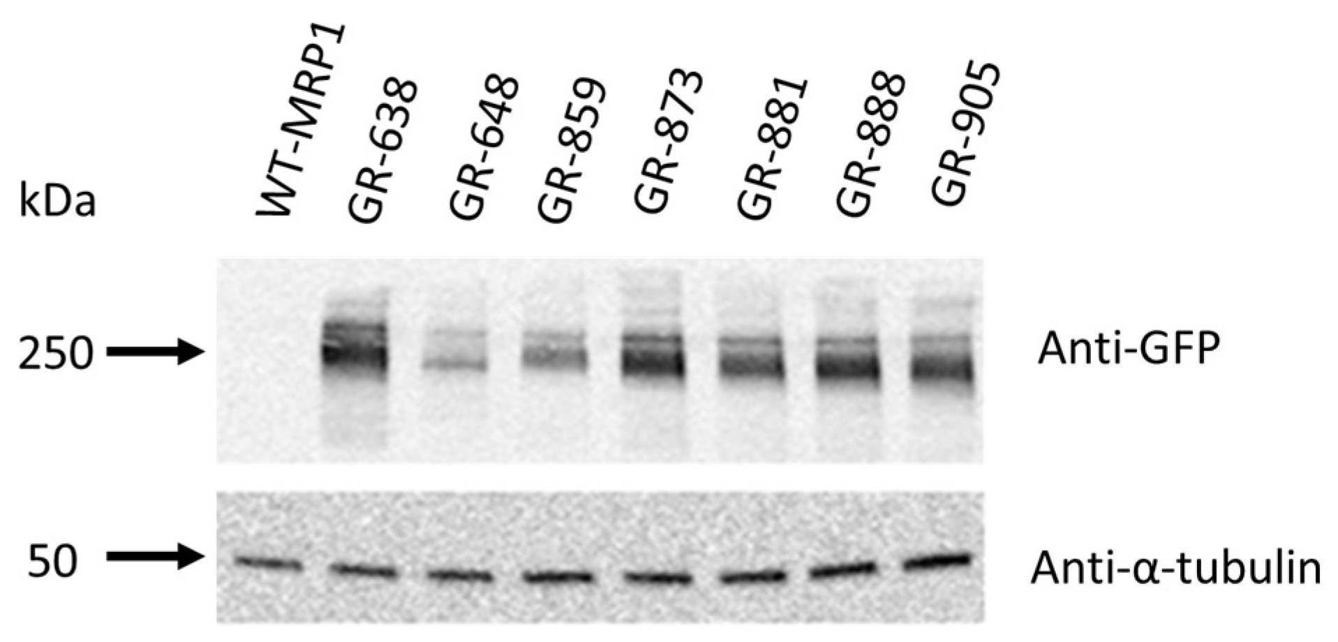 Pharmaceutics 10 00186 g002 Pharmaceutics 10 00186 g002