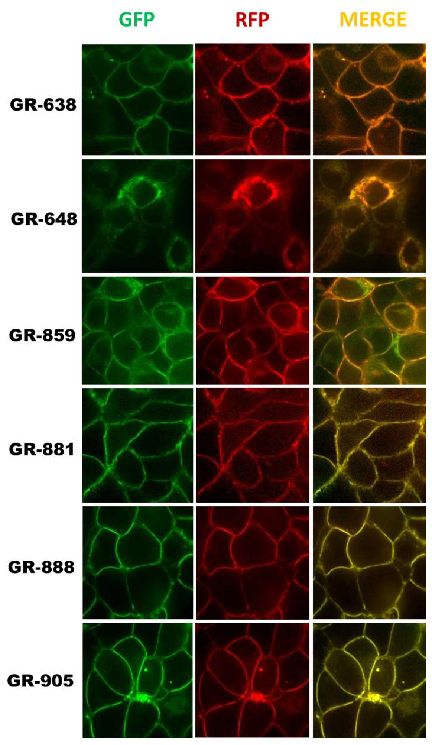 Pharmaceutics 10 00186 g003 Pharmaceutics 10 00186 g003