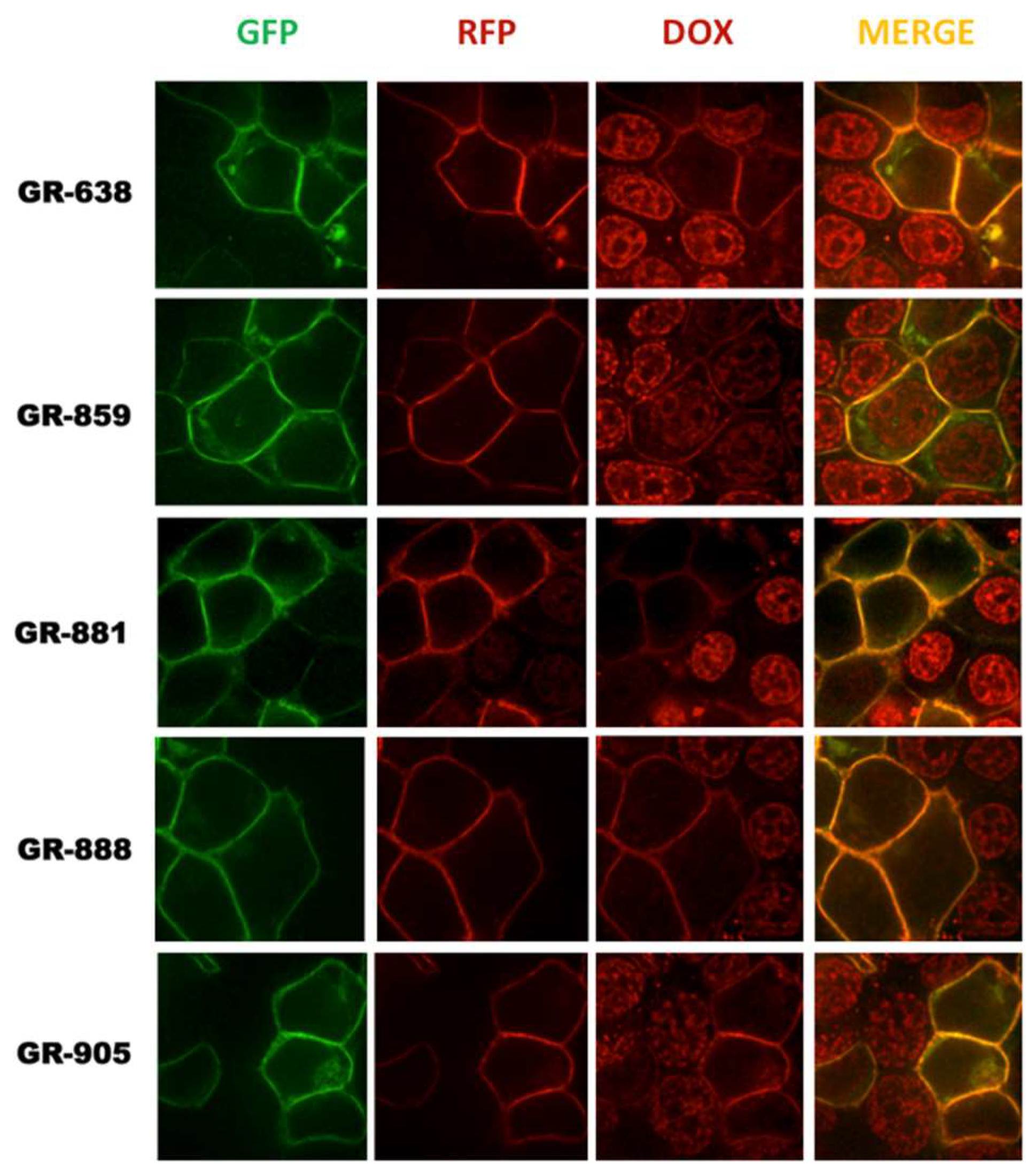 Pharmaceutics 10 00186 g004 Pharmaceutics 10 00186 g004