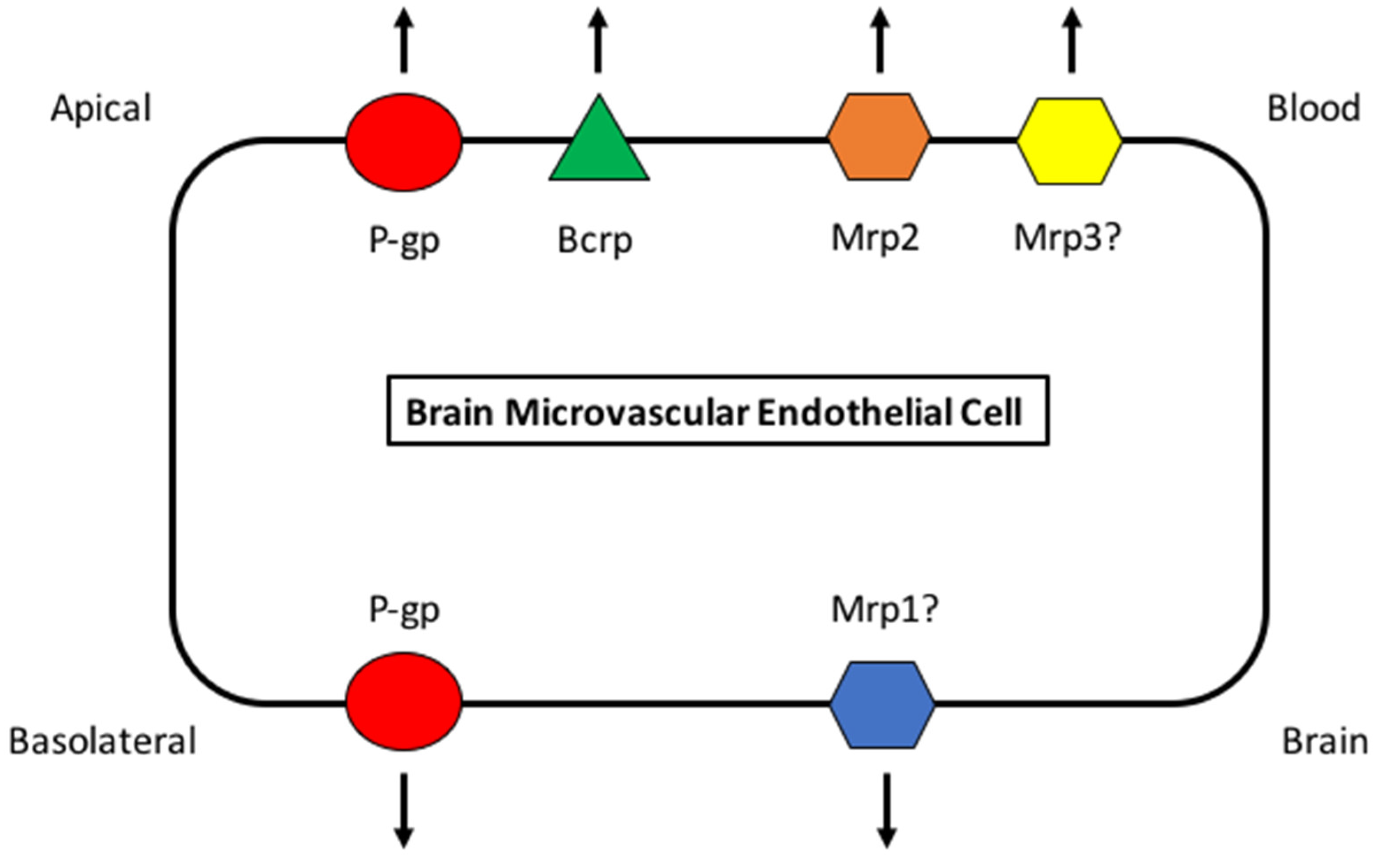 Pharmaceutics Free Full Text Modulation Of Opioid Transport At