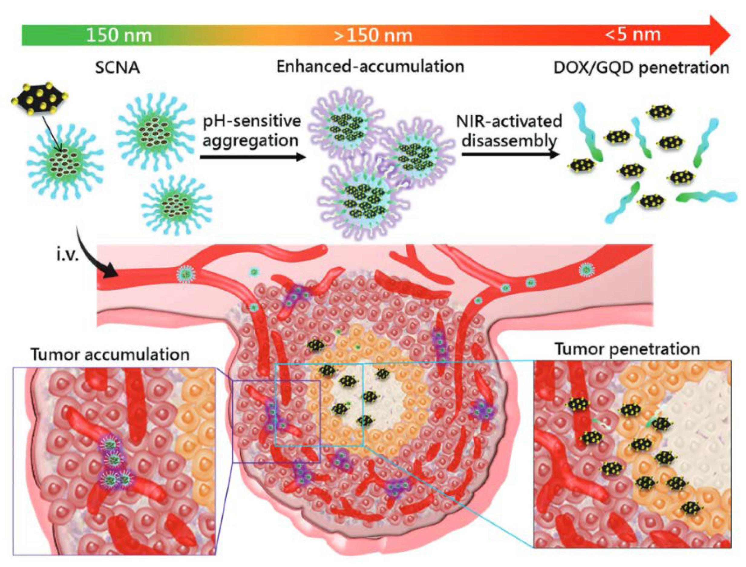 Pharmaceutics 10 00193 g005 Pharmaceutics 10 00193 g005