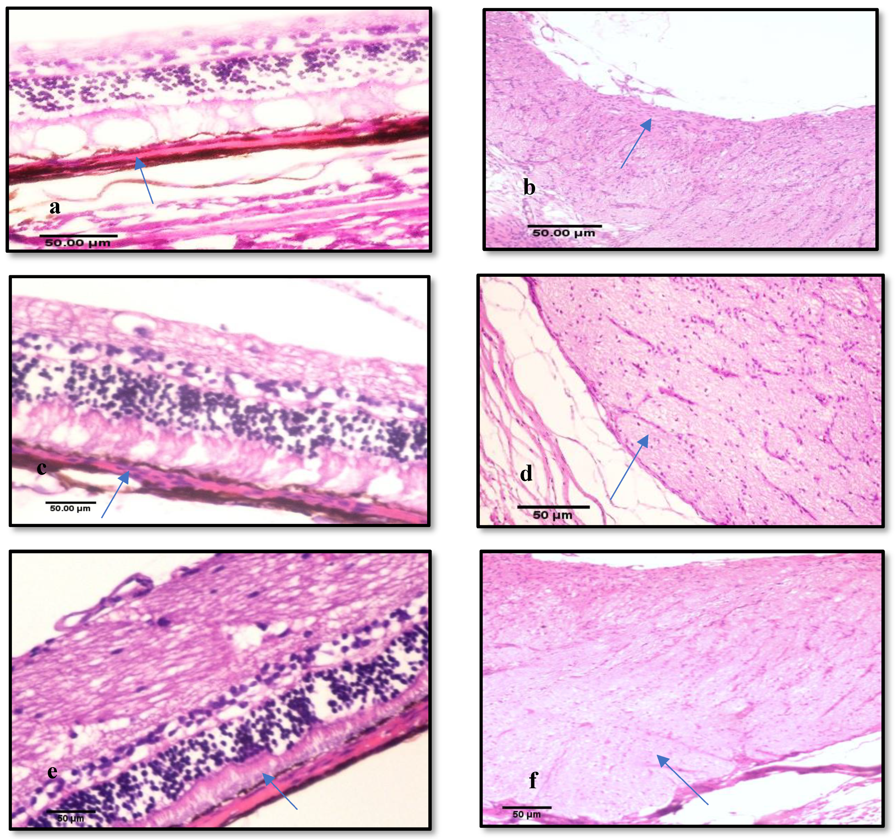 Pharmaceutics 10 00197 g005