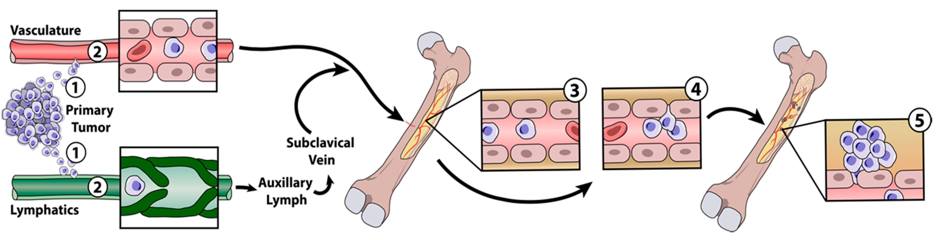 Pharmaceutics 10 00205 g001
