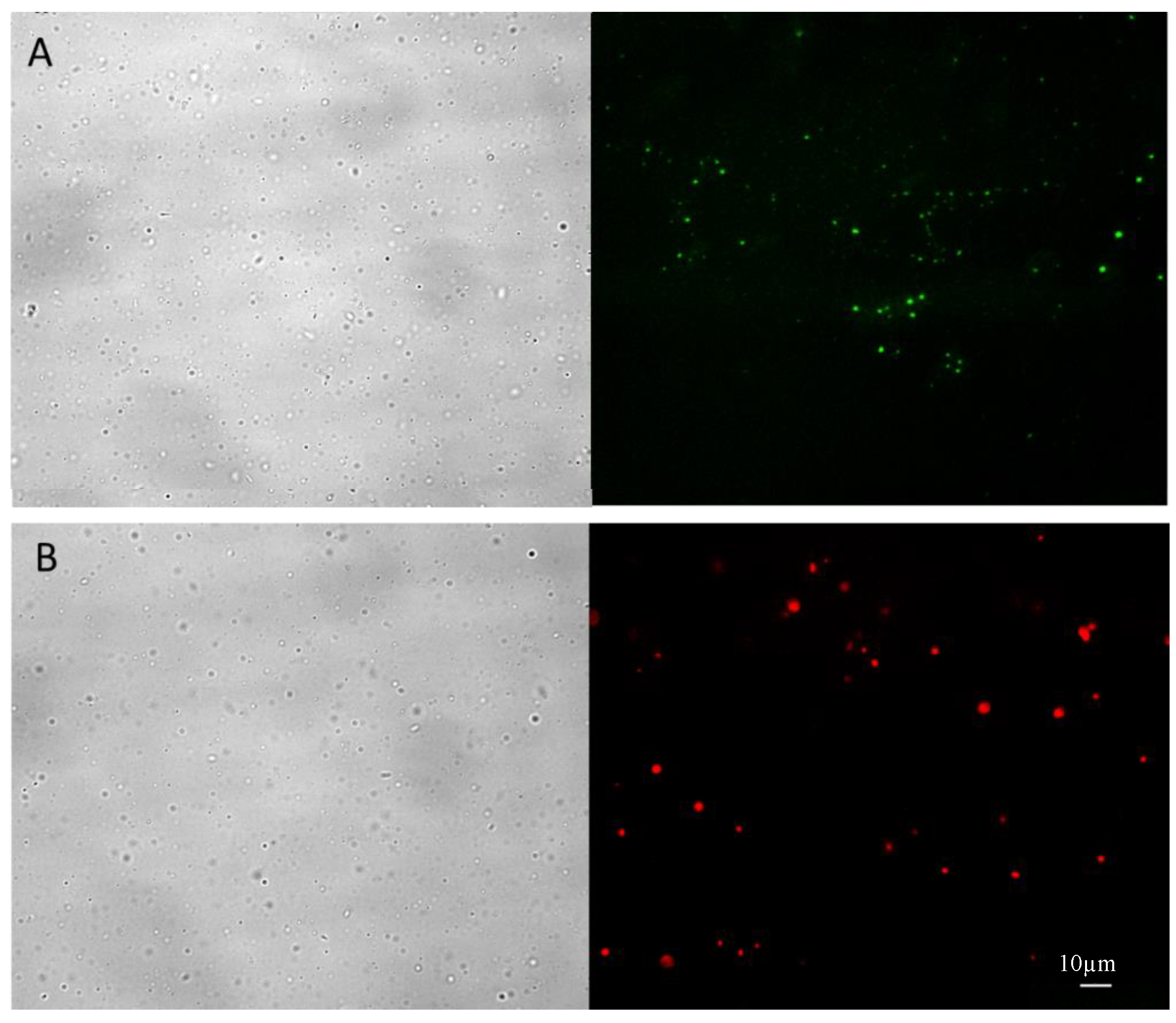 Pharmaceutics 10 00213 g003