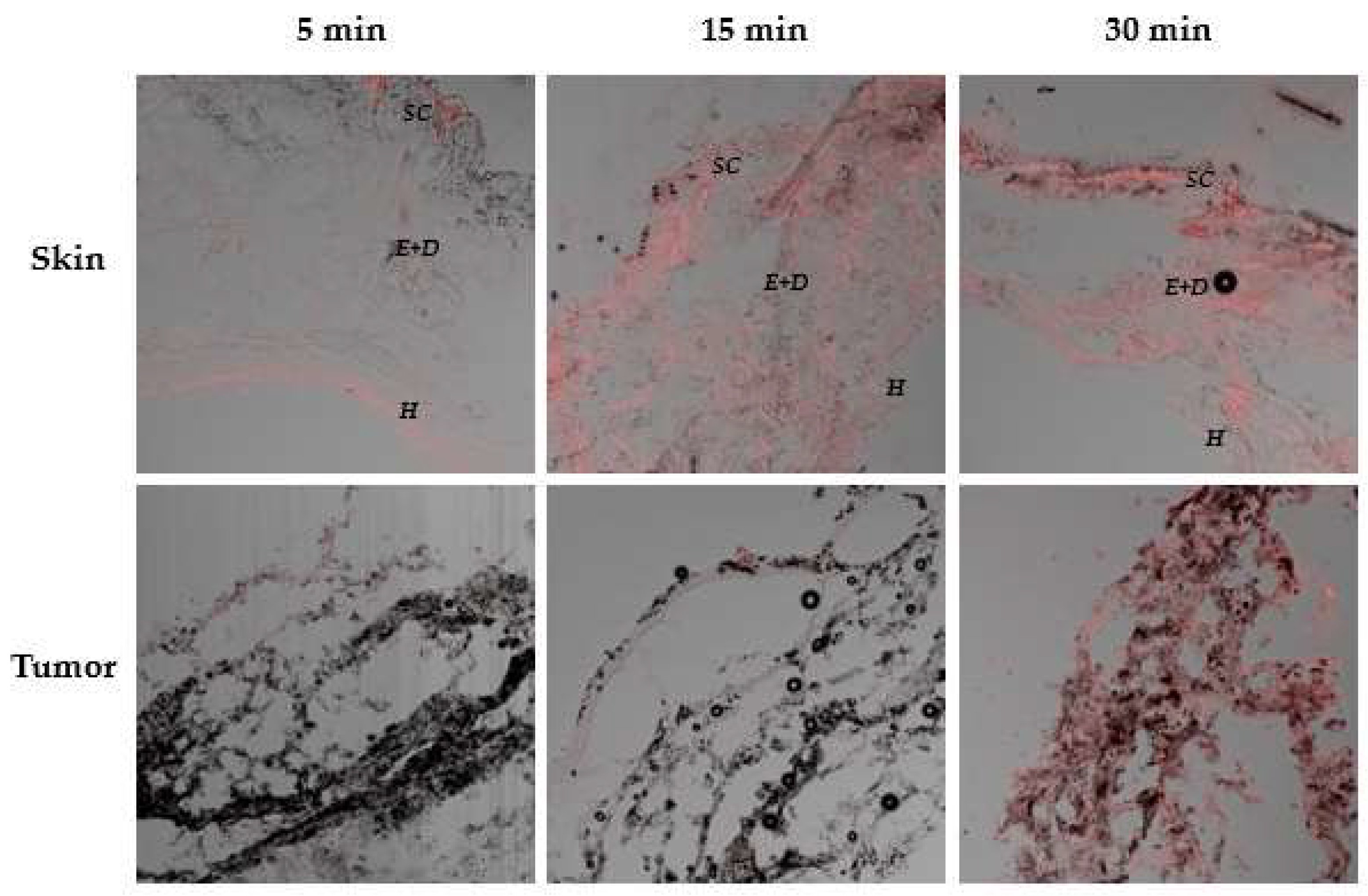 Pharmaceutics 10 00214 g008