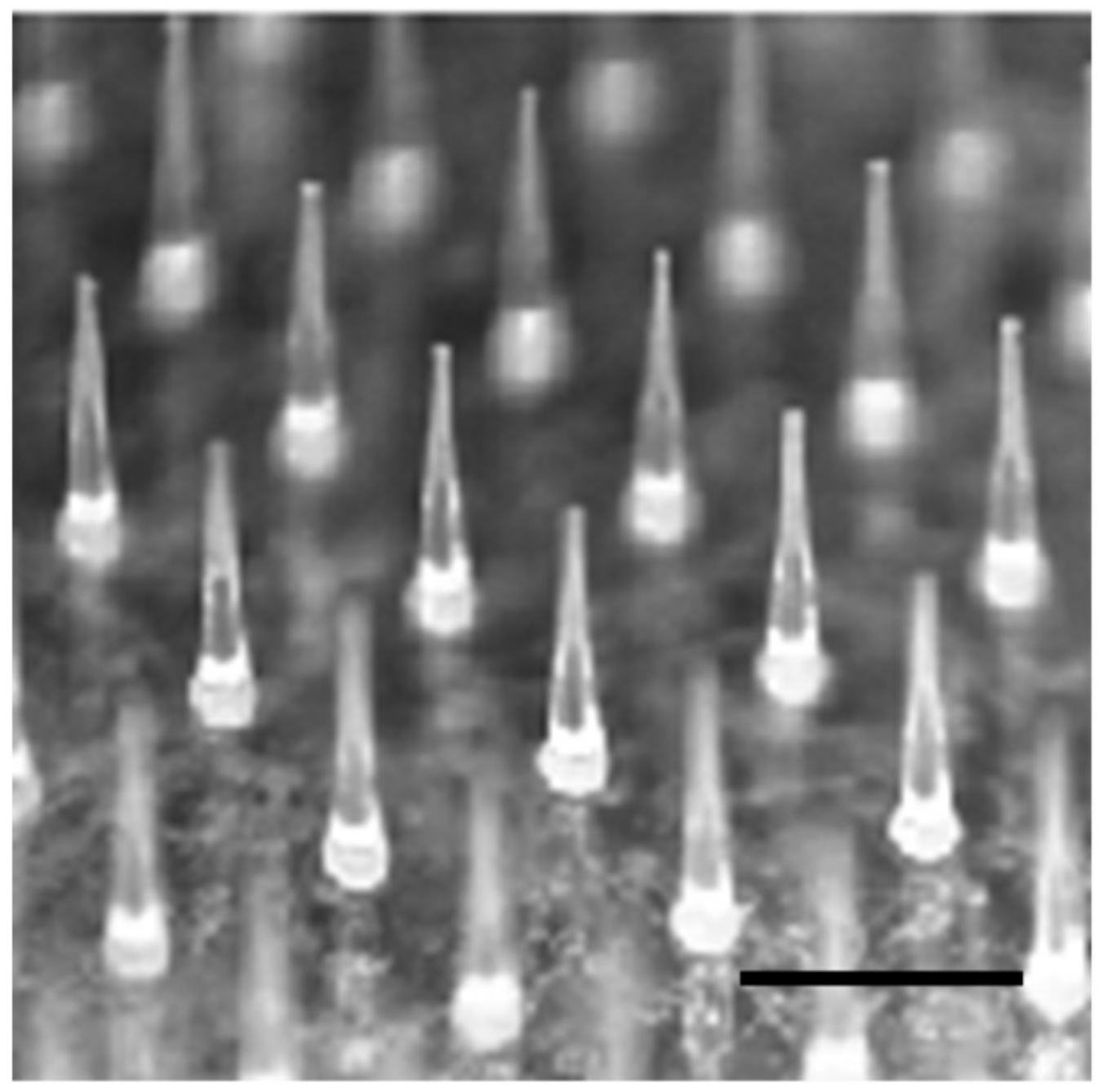 Pharmaceutics 10 00215 g001 Pharmaceutics 10 00215 g001