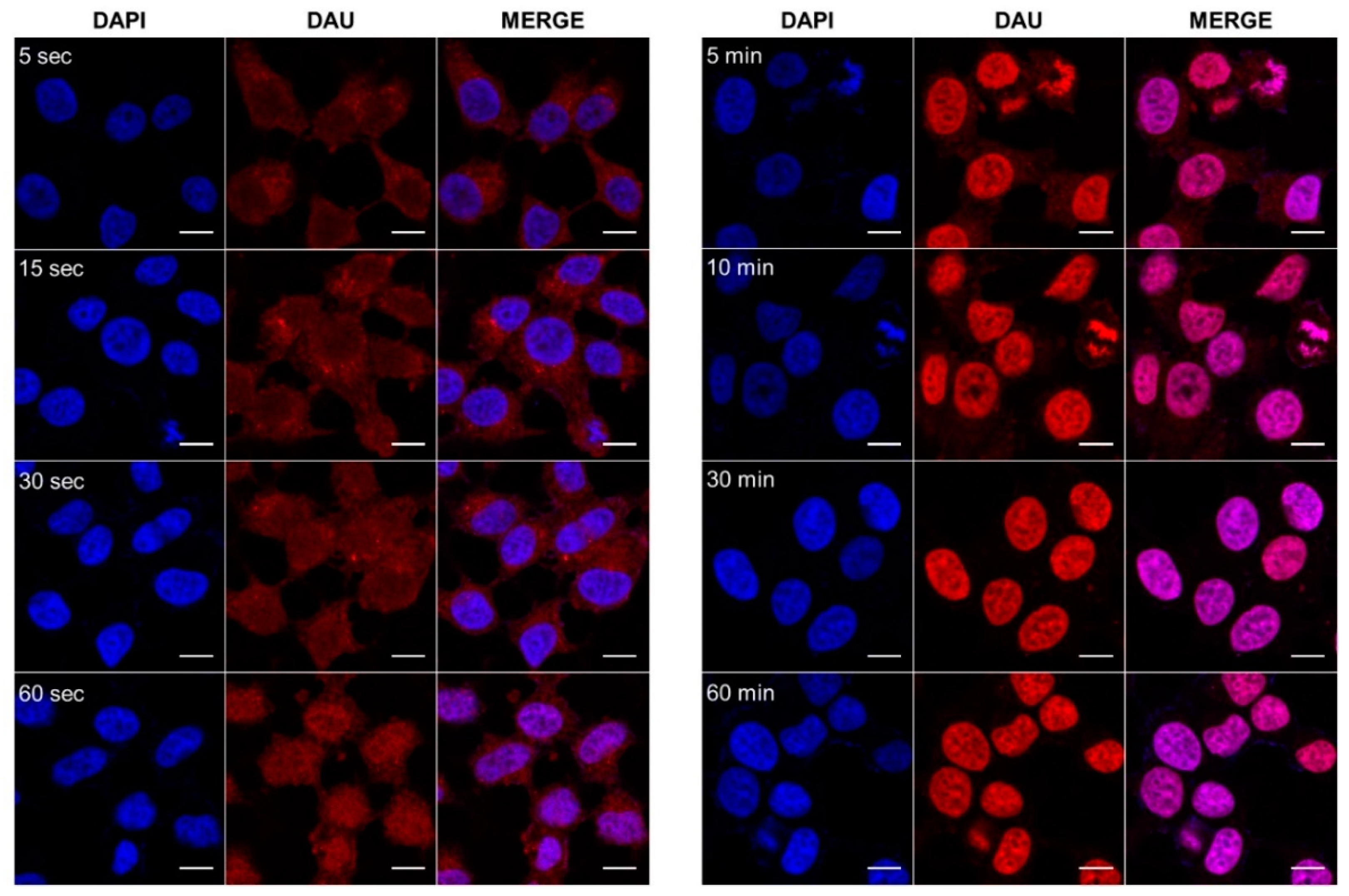Pharmaceutics 10 00223 g004 Pharmaceutics 10 00223 g004