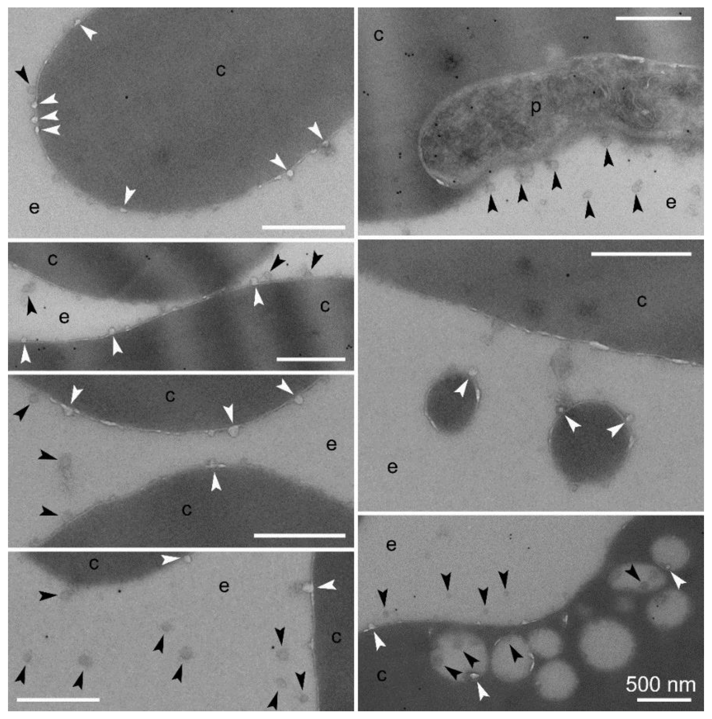 Pharmaceutics 10 00225 g005