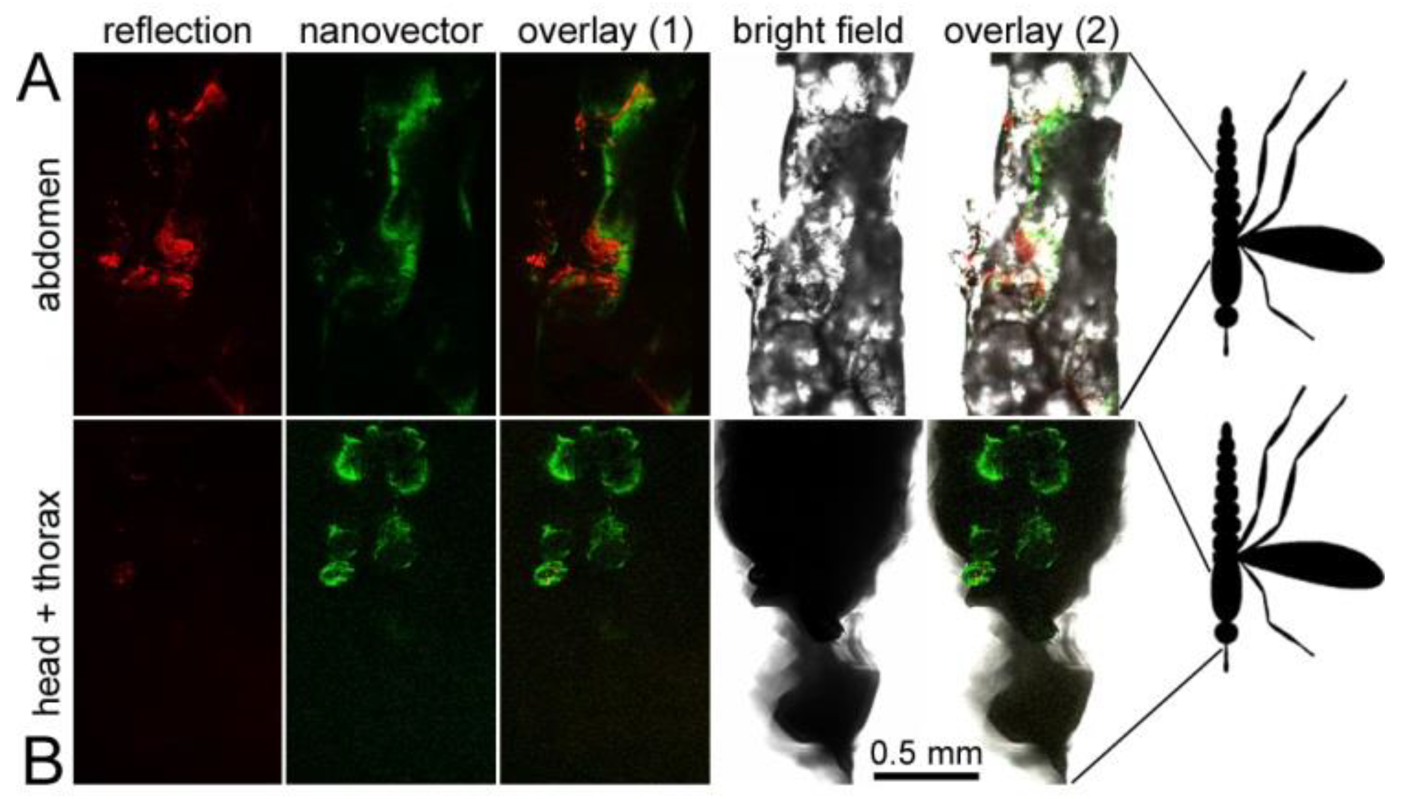 Pharmaceutics 10 00225 g008