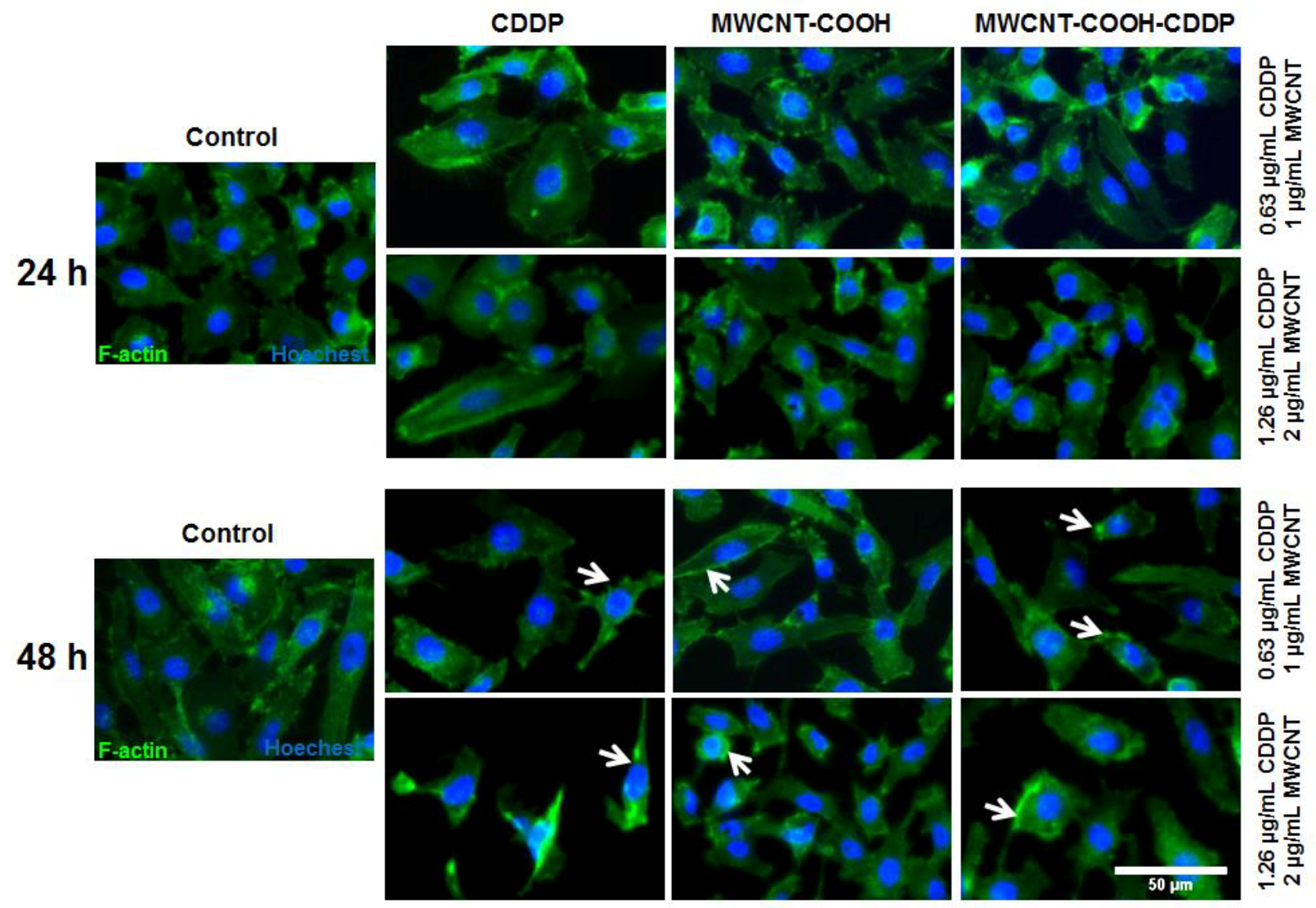Pharmaceutics 10 00228 g008 Pharmaceutics 10 00228 g008