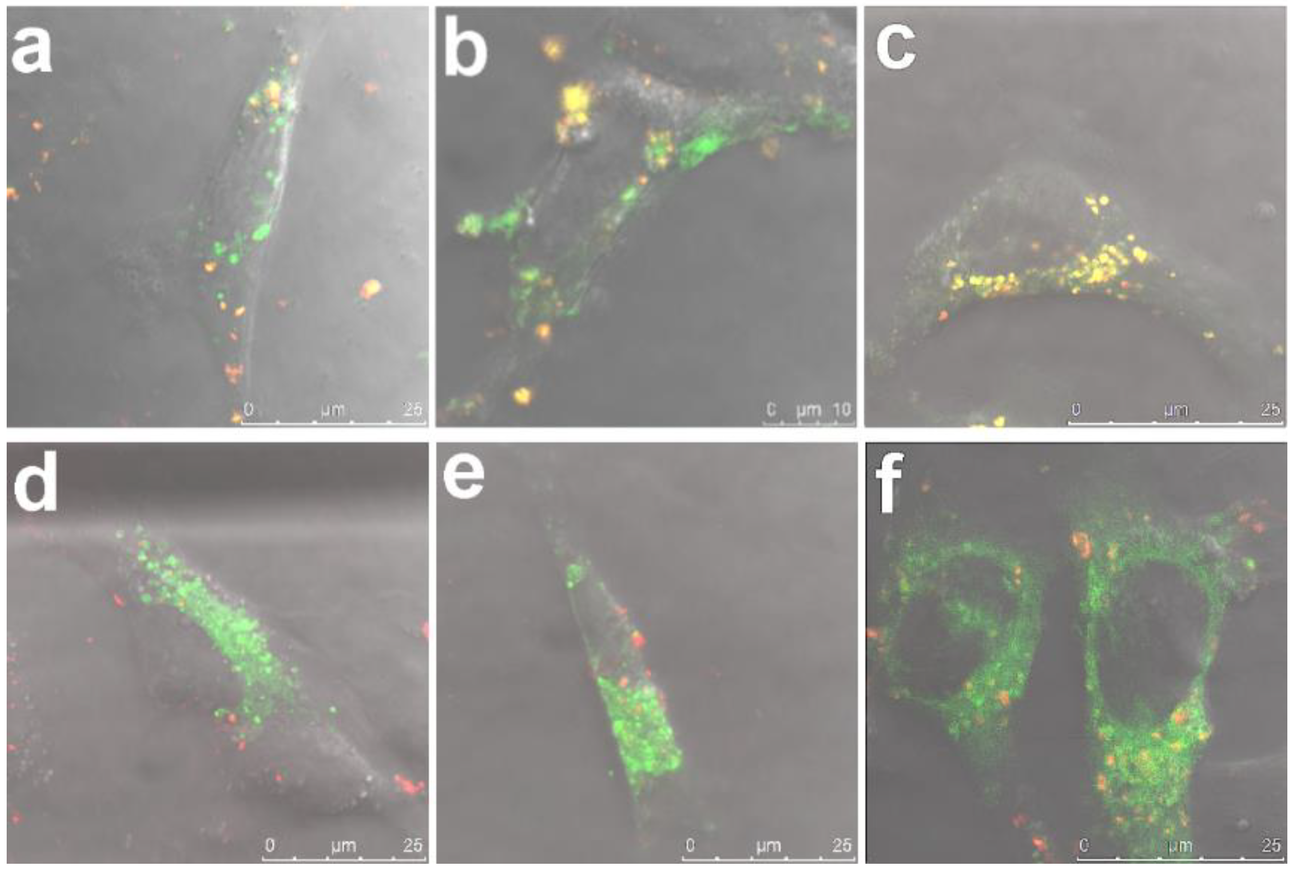 Pharmaceutics 10 00237 g002 Pharmaceutics 10 00237 g002