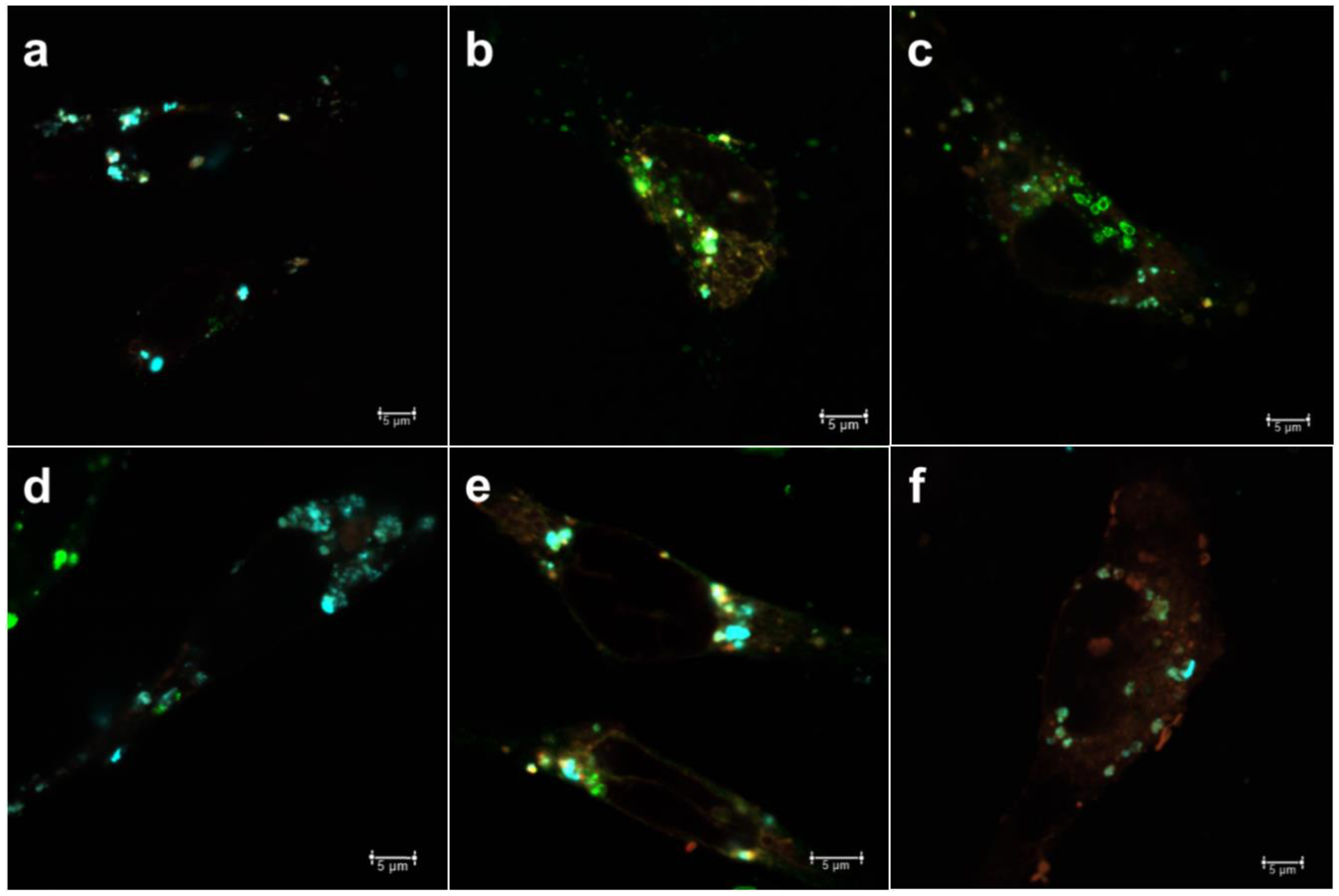 Pharmaceutics 10 00237 g003 Pharmaceutics 10 00237 g003