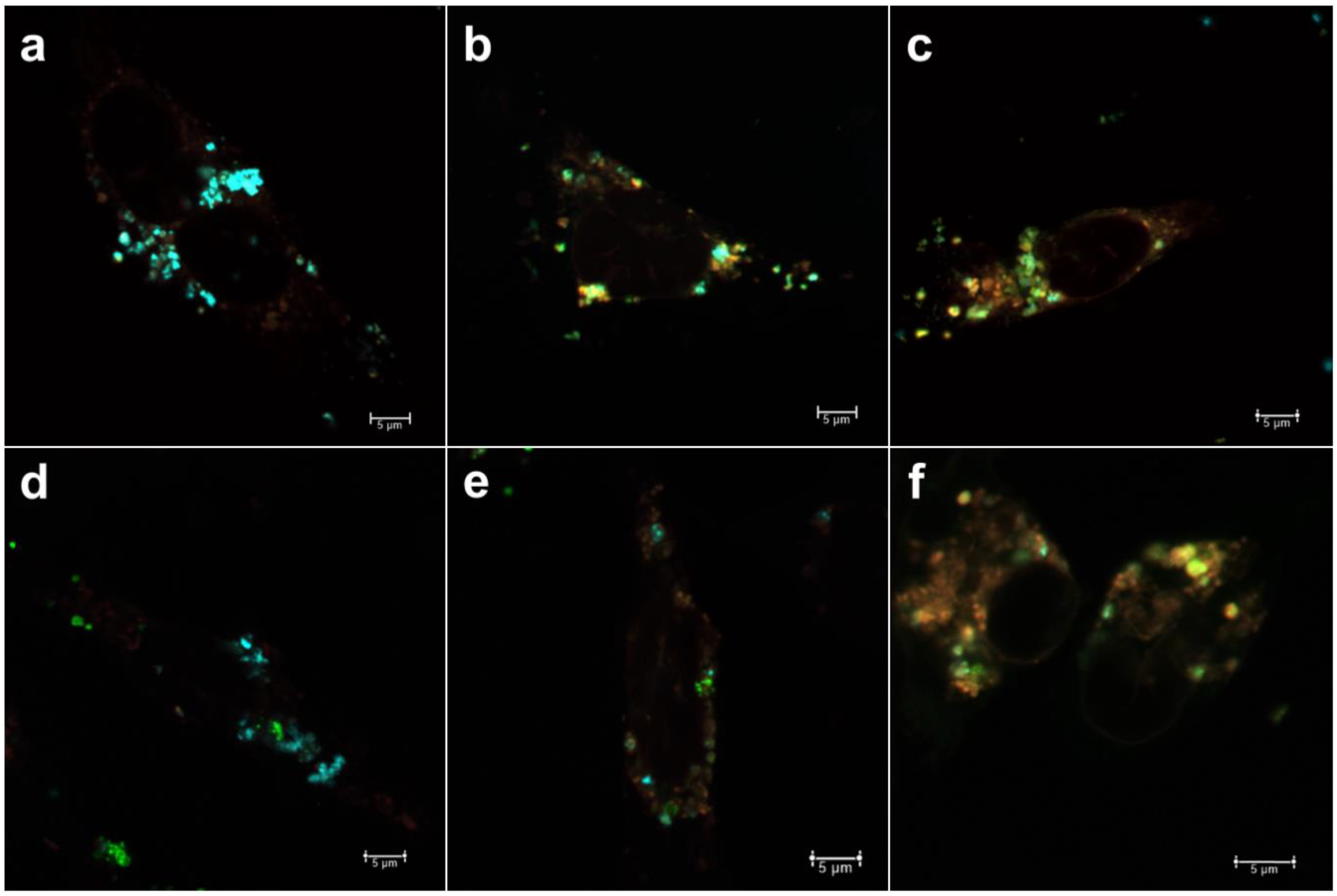 Pharmaceutics 10 00237 g005 Pharmaceutics 10 00237 g005
