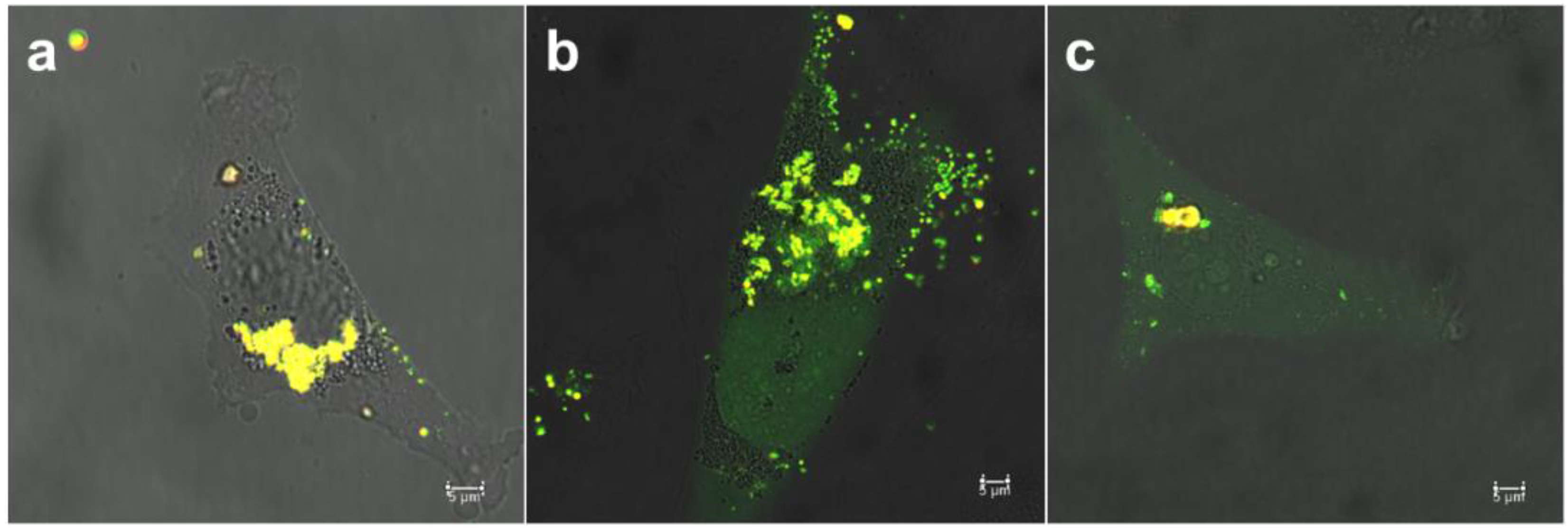 Pharmaceutics 10 00237 g007 Pharmaceutics 10 00237 g007