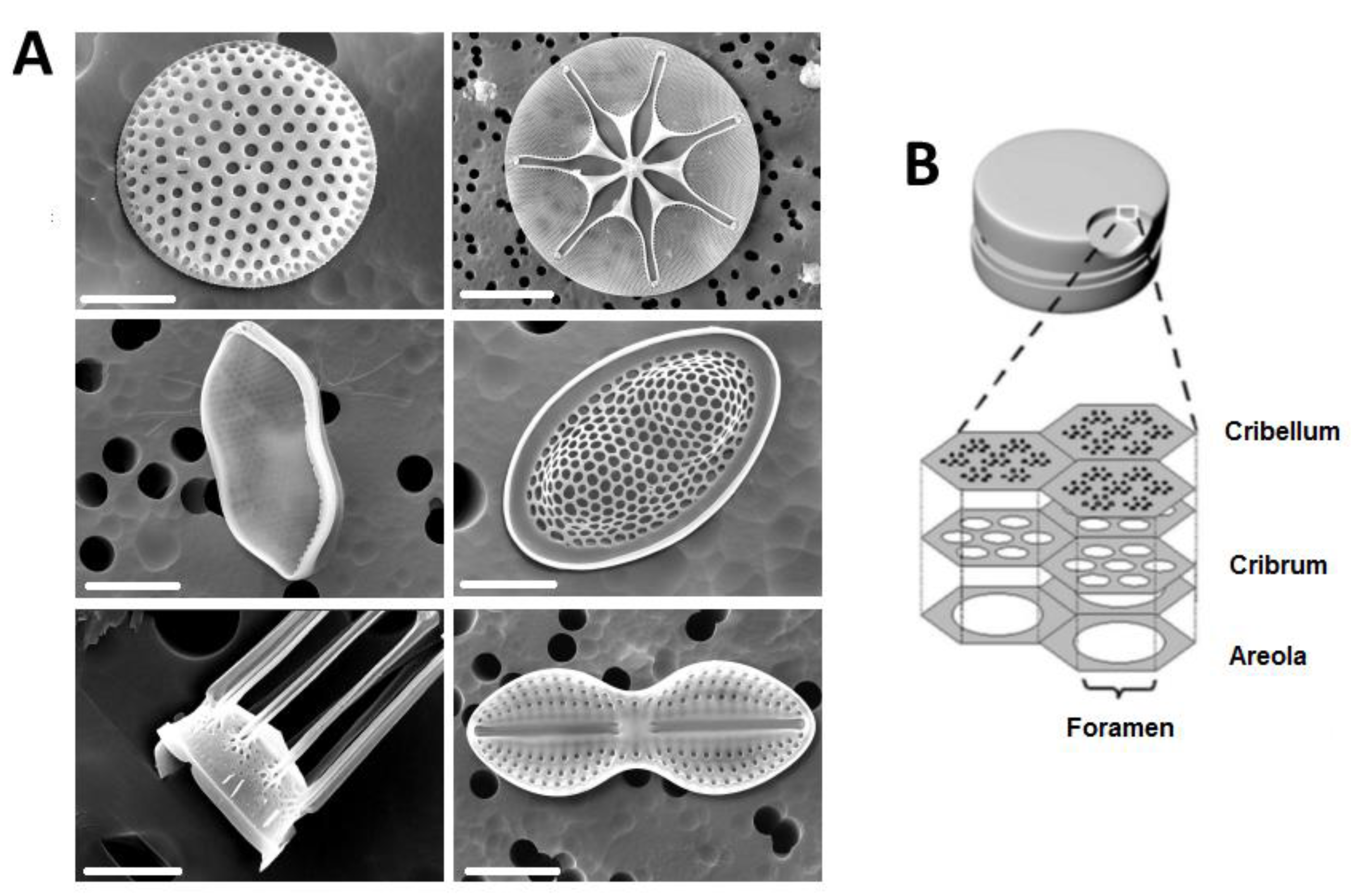 Pharmaceutics 10 00242 g001 Pharmaceutics 10 00242 g001