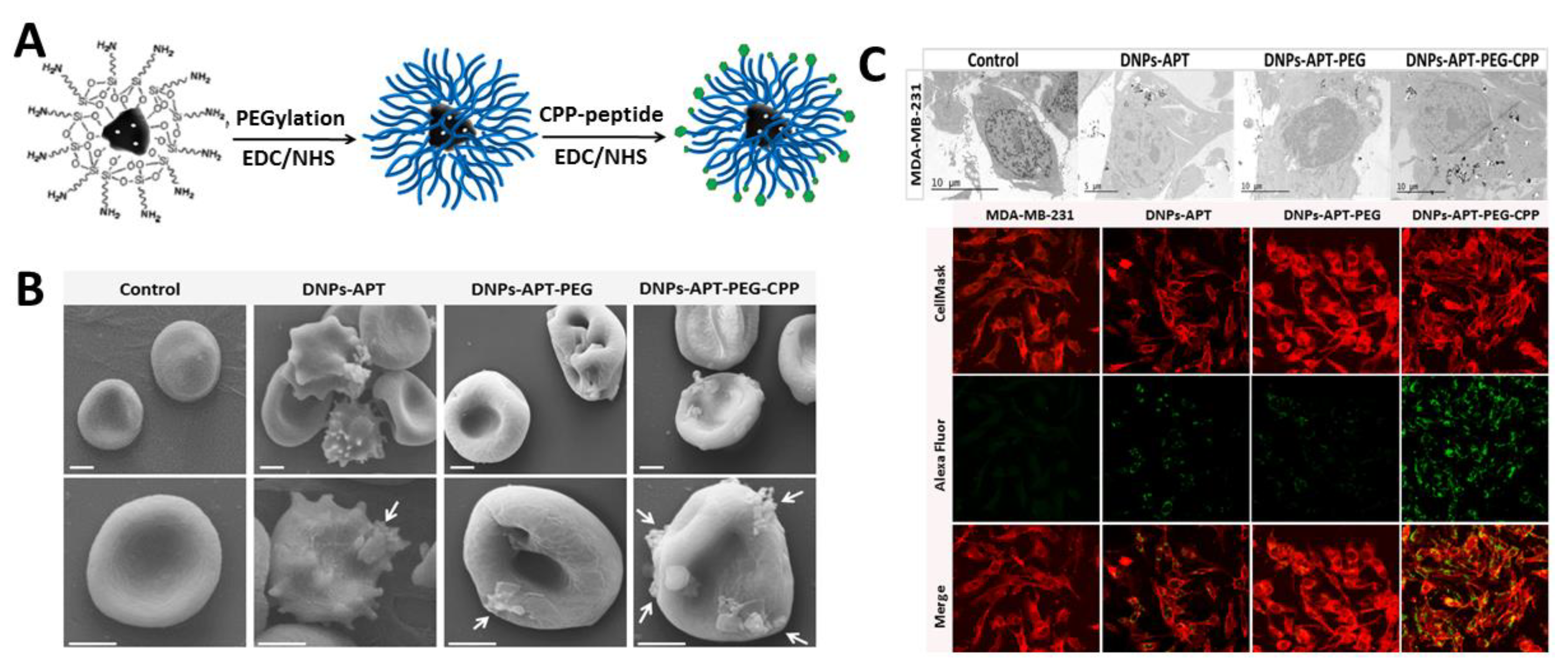 Pharmaceutics 10 00242 g004 Pharmaceutics 10 00242 g004