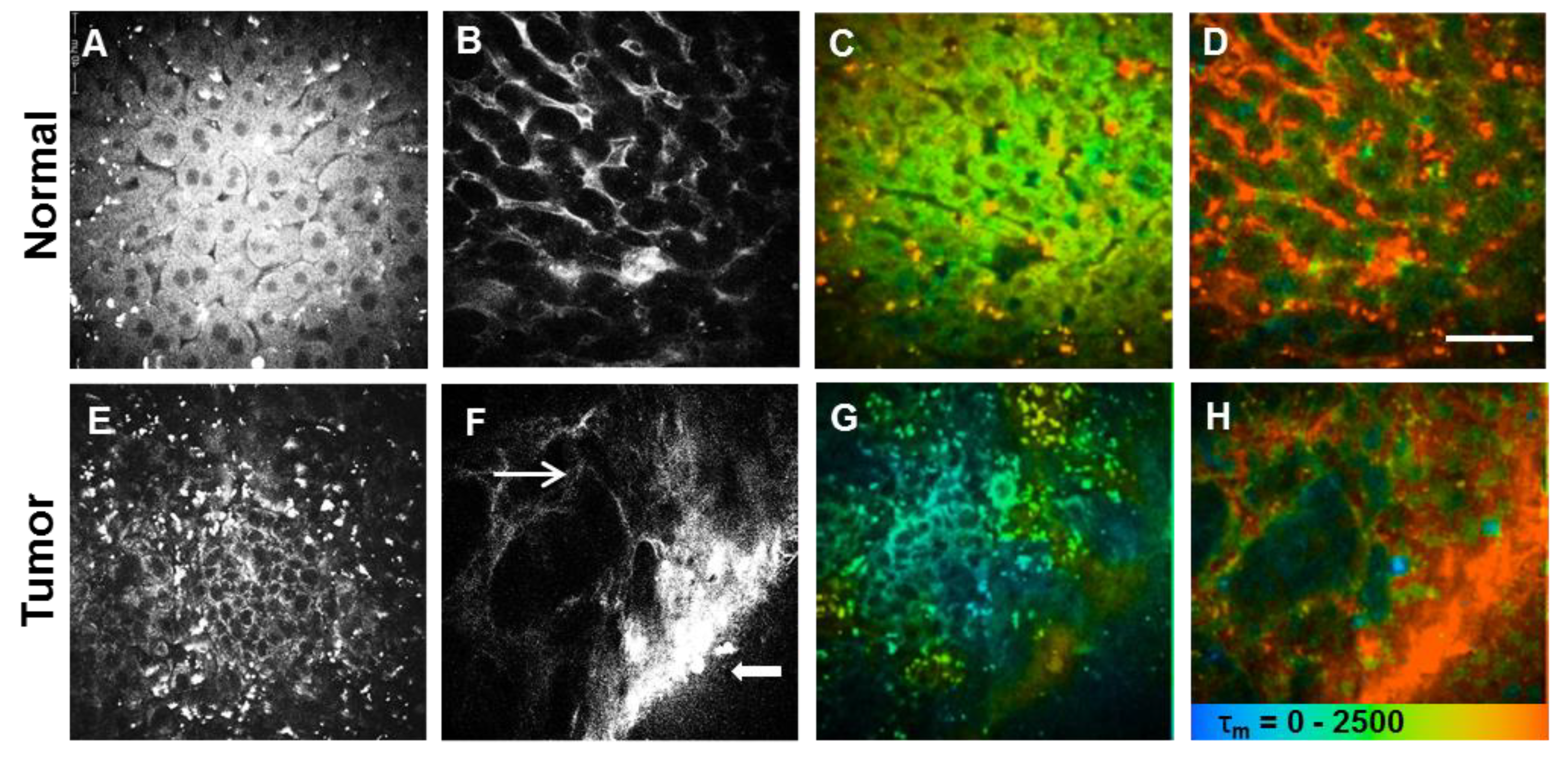 Pharmaceutics 10 00244 g003