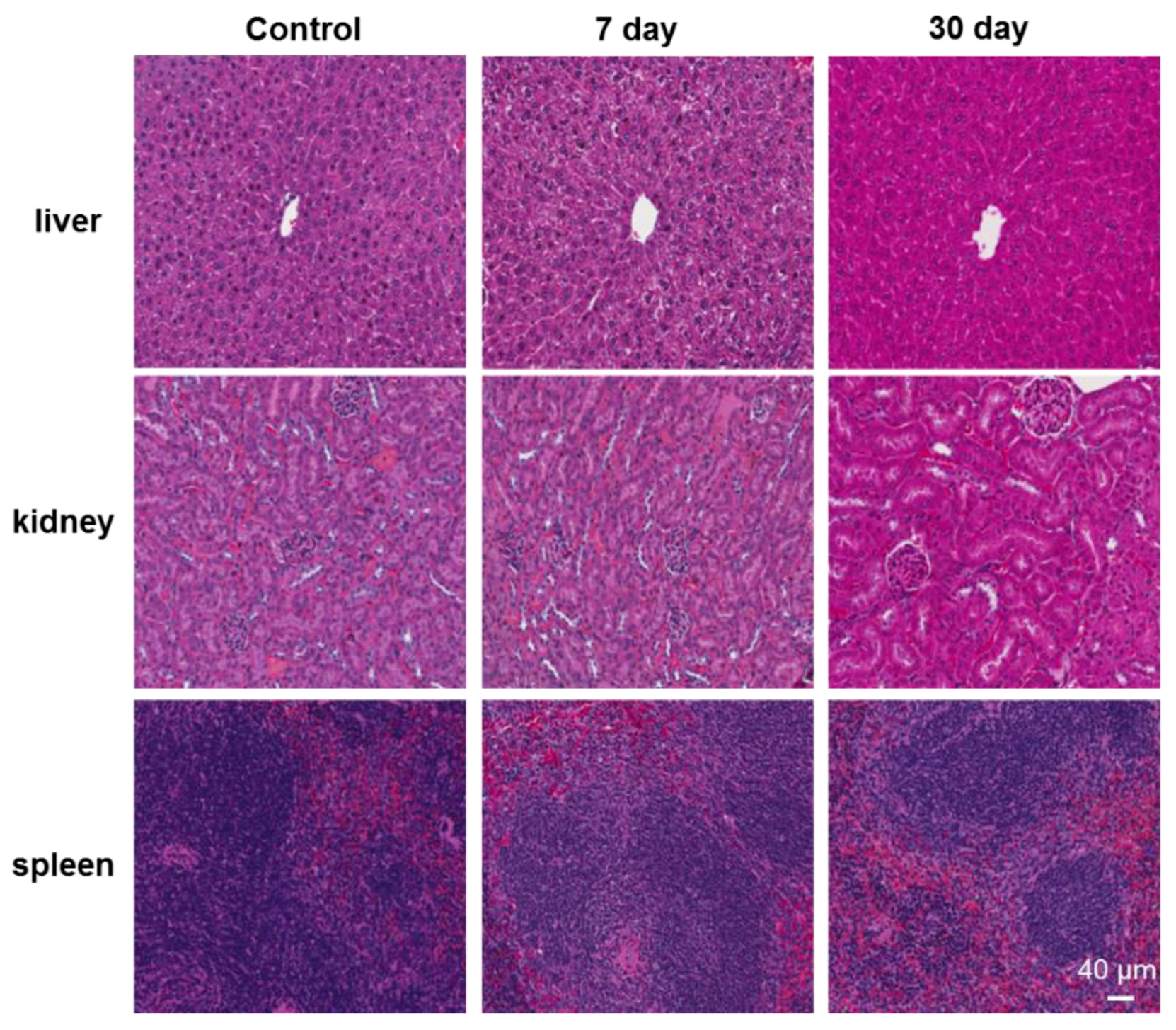 Pharmaceutics 10 00244 g005