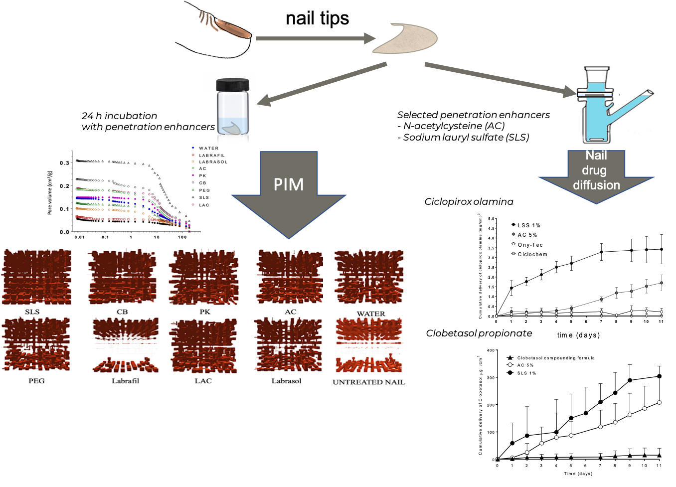 penetration enhancer and nail Penetration enhancer and nail