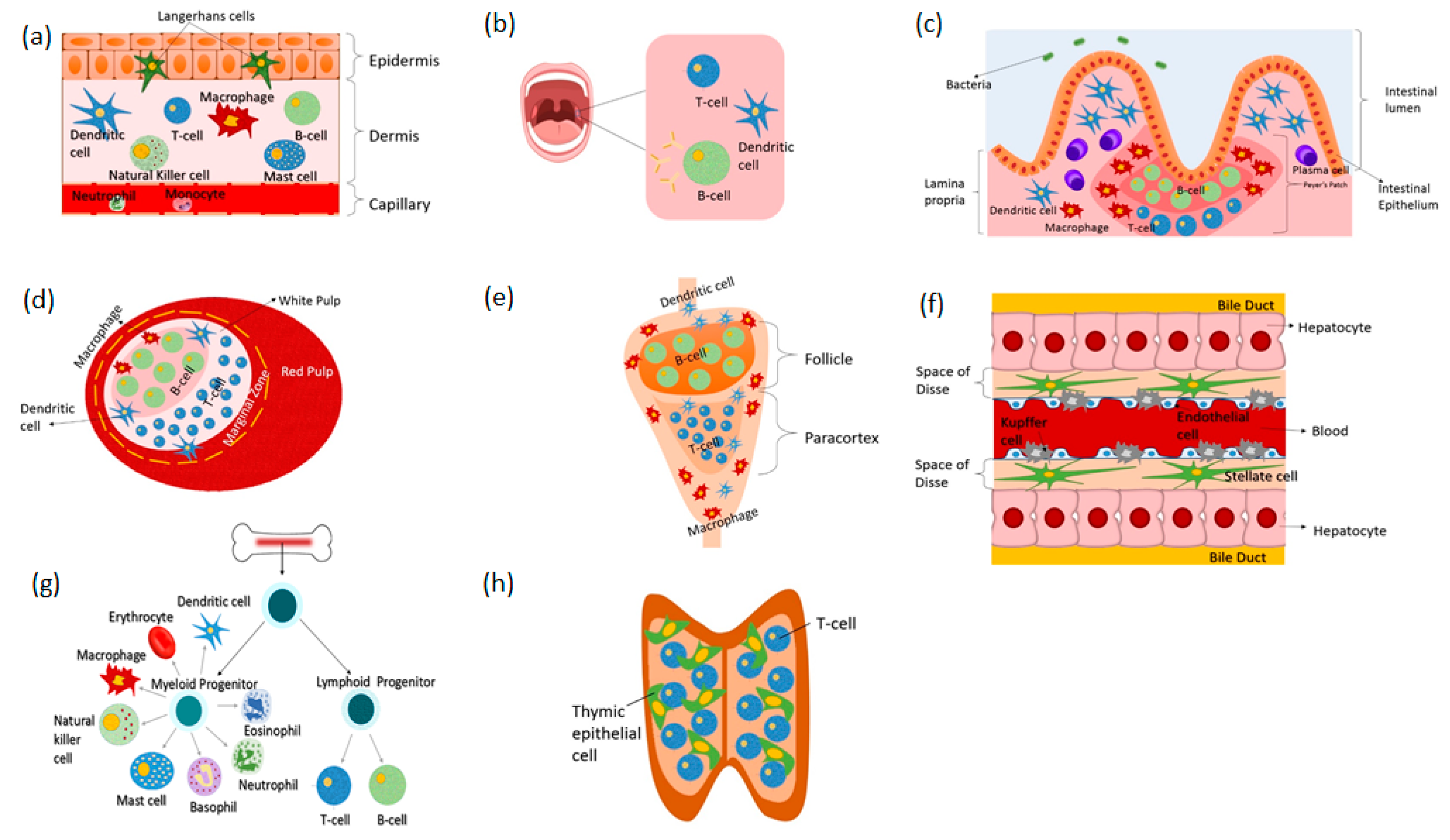 Pharmaceutics 10 00278 g001 Pharmaceutics 10 00278 g001