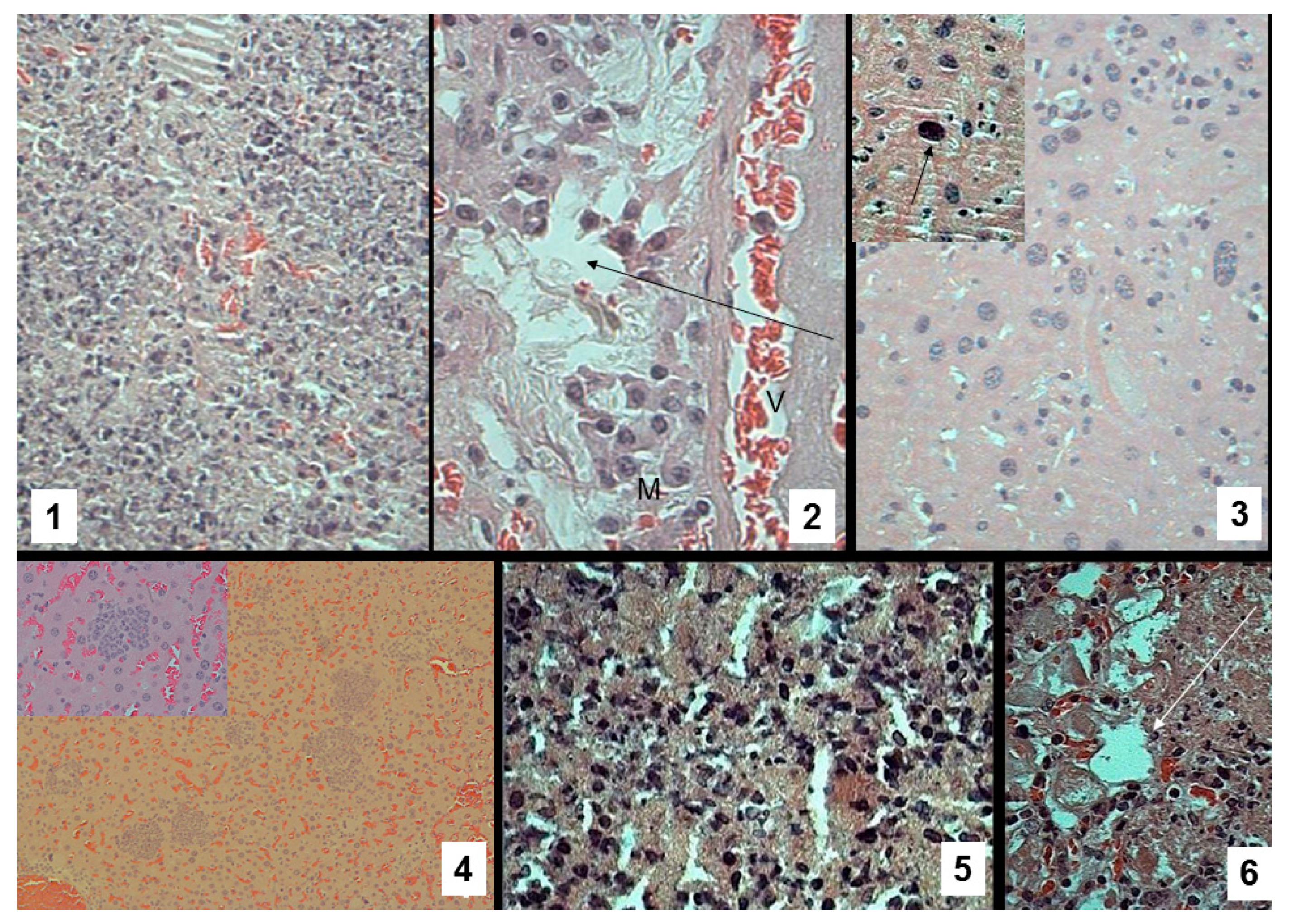 Pharmaceutics 11 00002 g008 Pharmaceutics 11 00002 g008