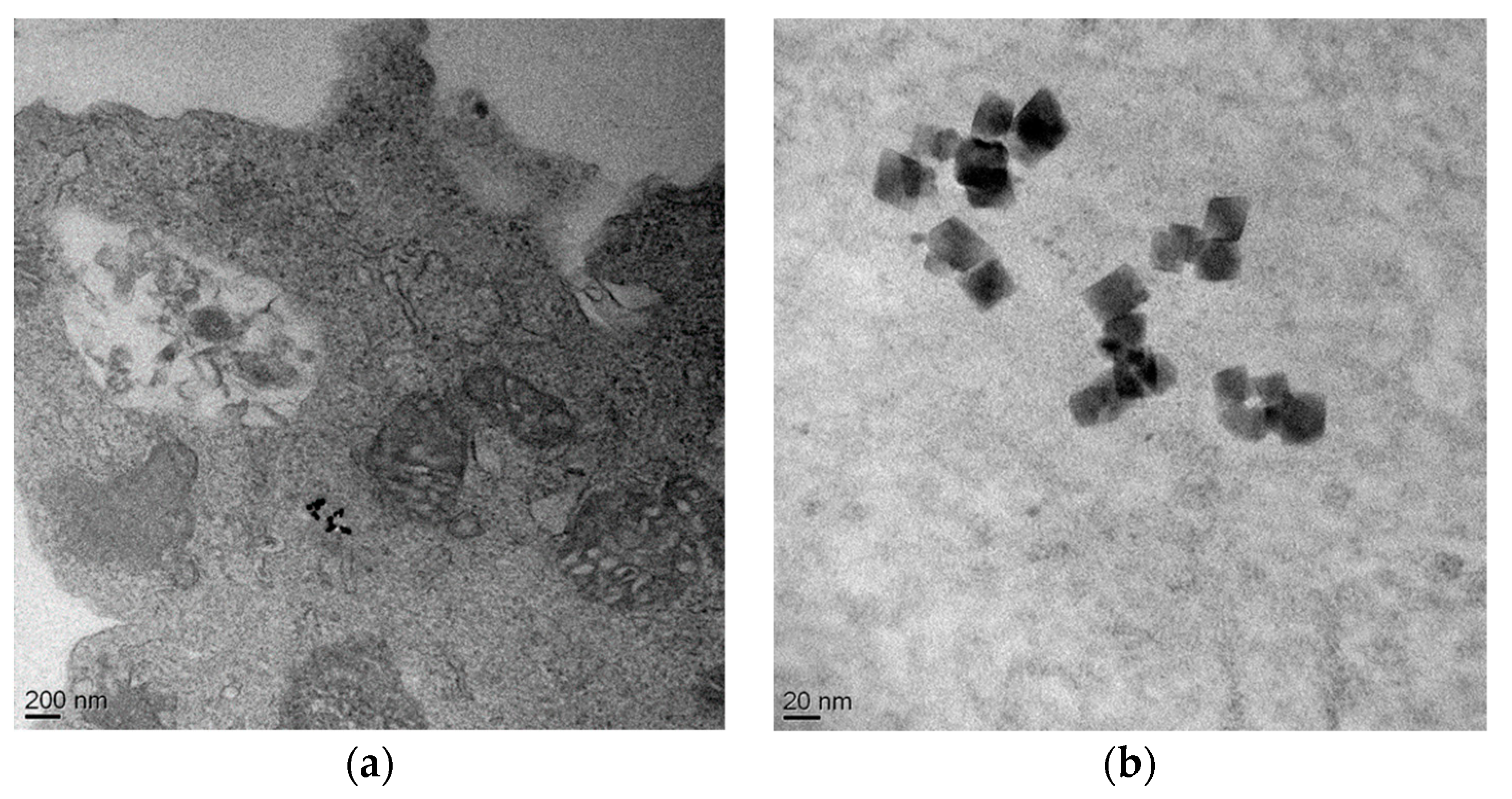 Pharmaceutics 11 00003 g008