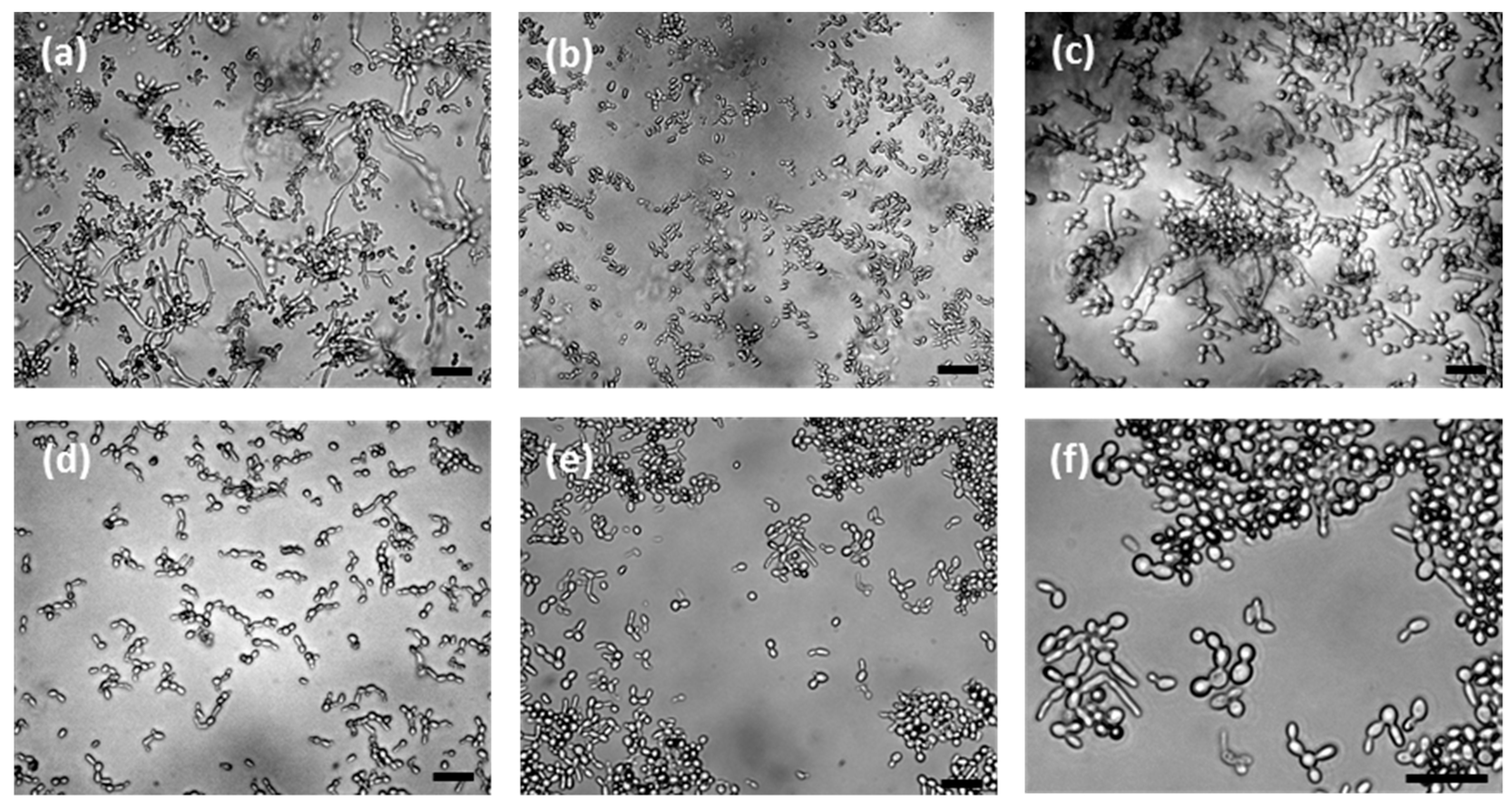 Pharmaceutics 11 00016 g007 Pharmaceutics 11 00016 g007