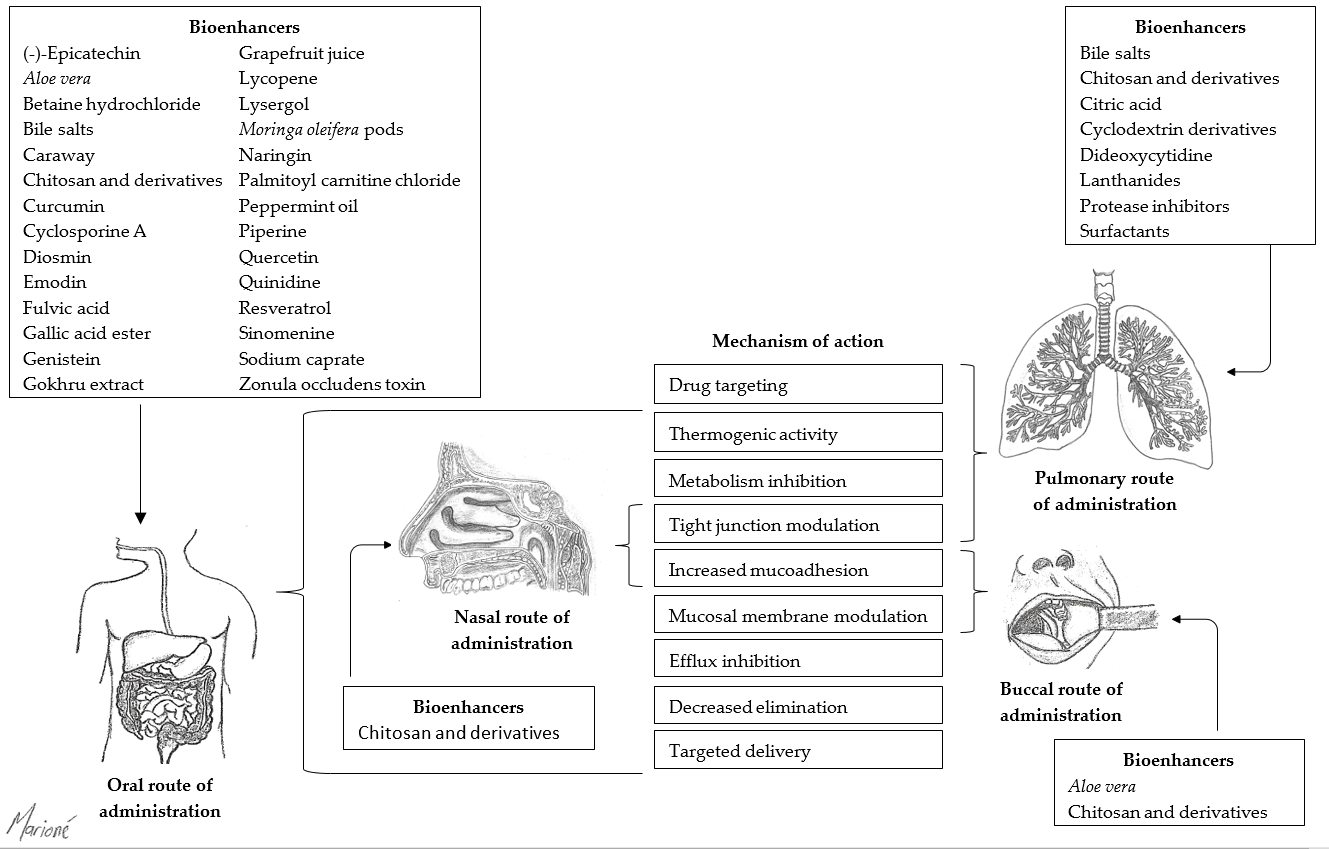 Pharmaceutics Free Full Text Drug Bioavailability Enhancing