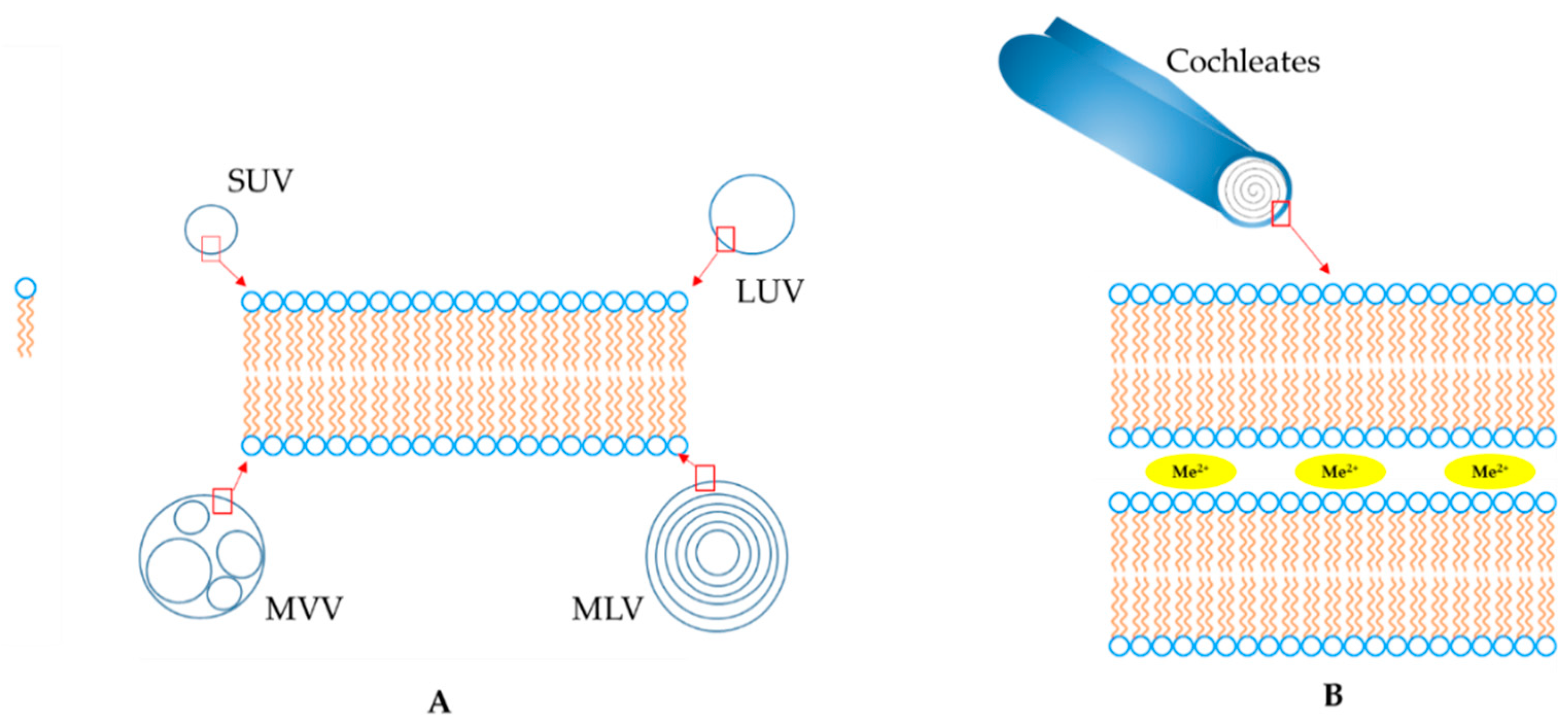 Pharmaceutics 11 00034 g001