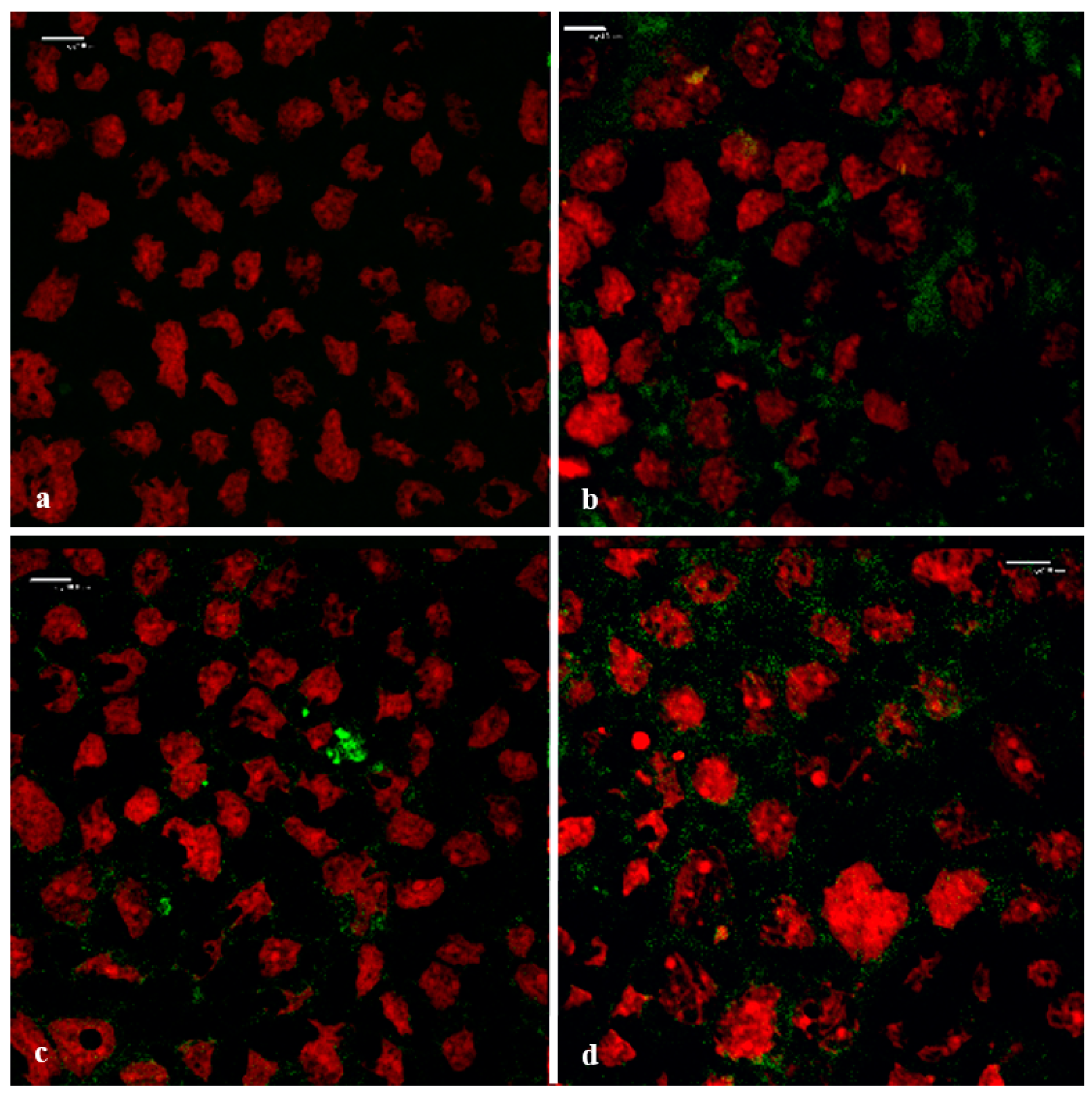 Pharmaceutics 11 00036 g008 Pharmaceutics 11 00036 g008