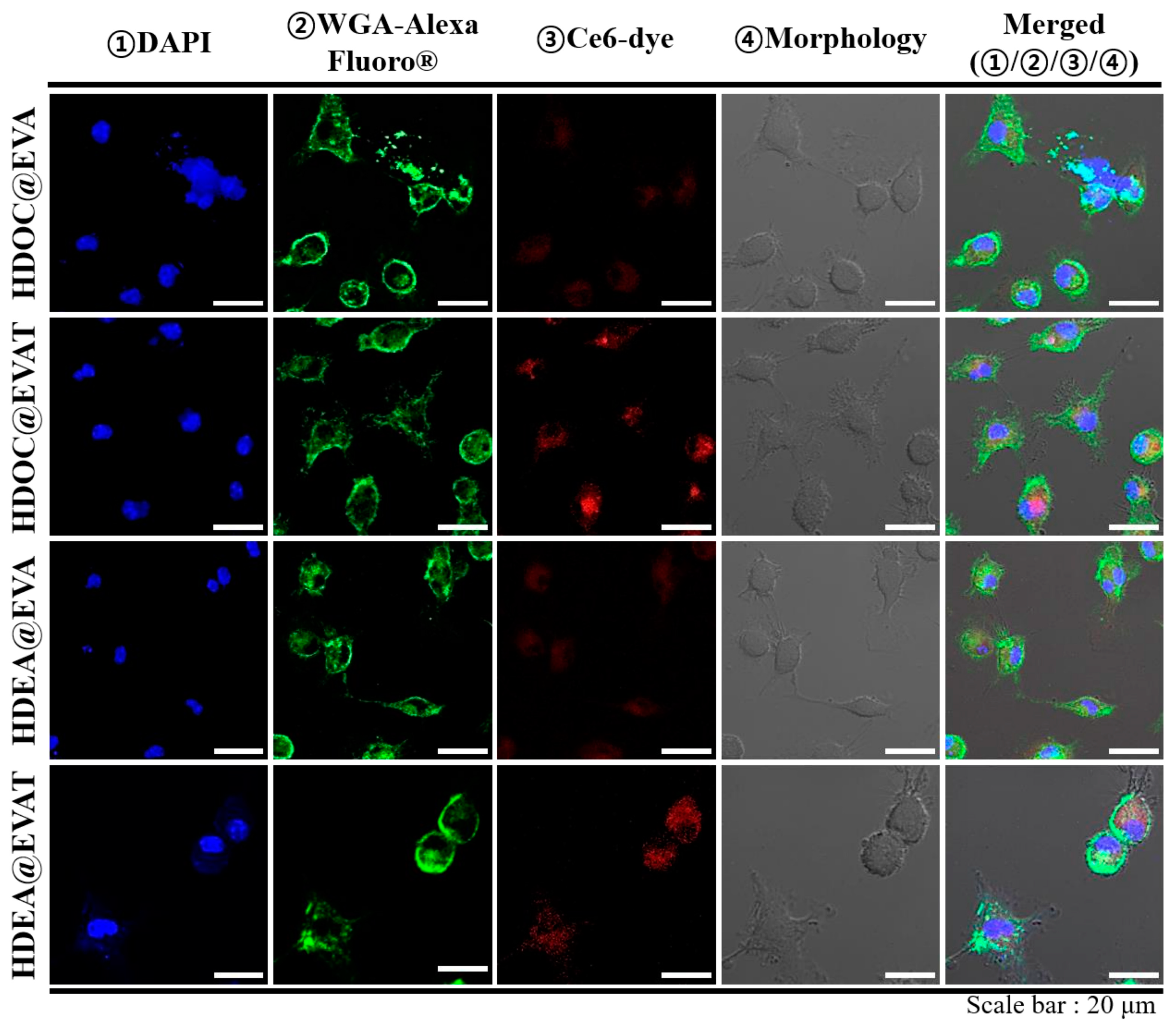 Pharmaceutics 11 00054 g005 Pharmaceutics 11 00054 g005