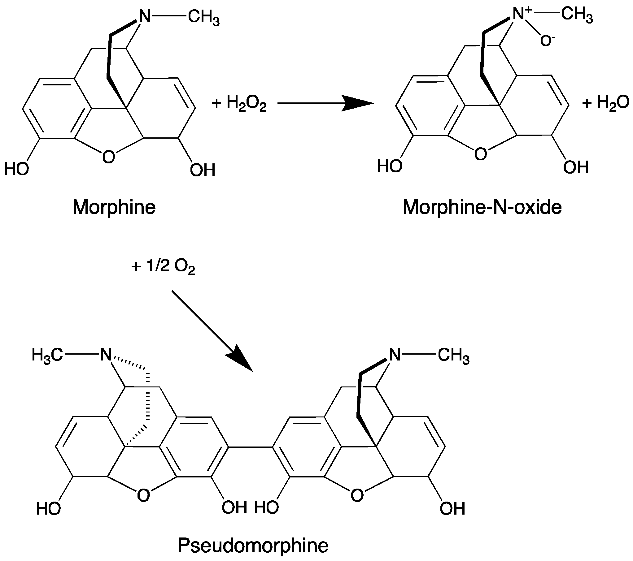 Pharmaceutics 11 00076 g006